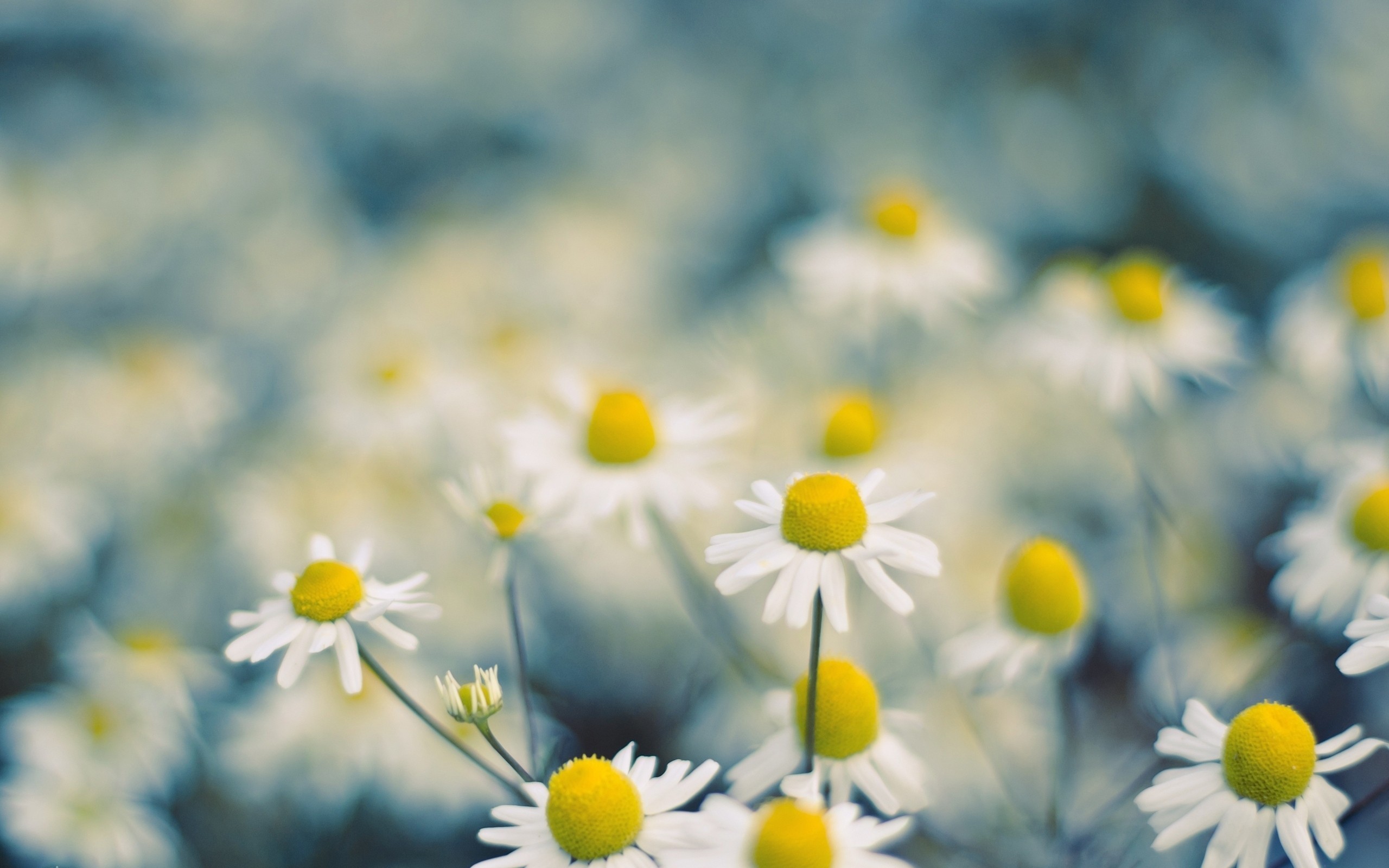 General 2560x1600 macro flowers white flowers chamomile plants colorful