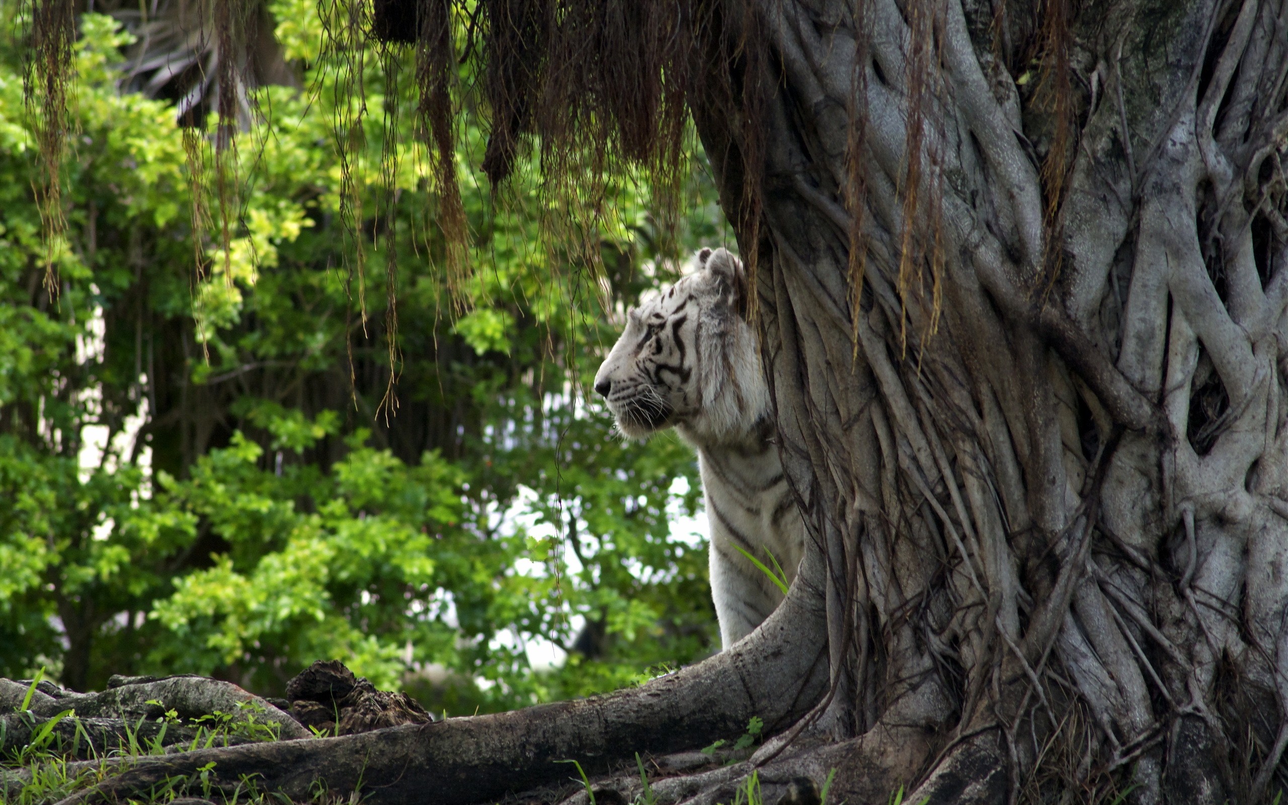 General 2560x1600 animals nature tiger white tigers big cats mammals trees