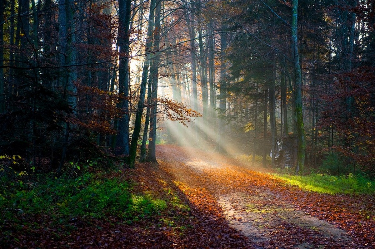 General 1200x798 sun rays forest fall path leaves trees grass nature mist