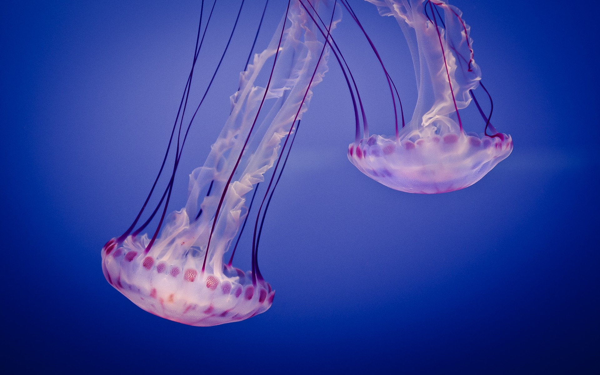 General 1920x1200 jellyfish animals underwater