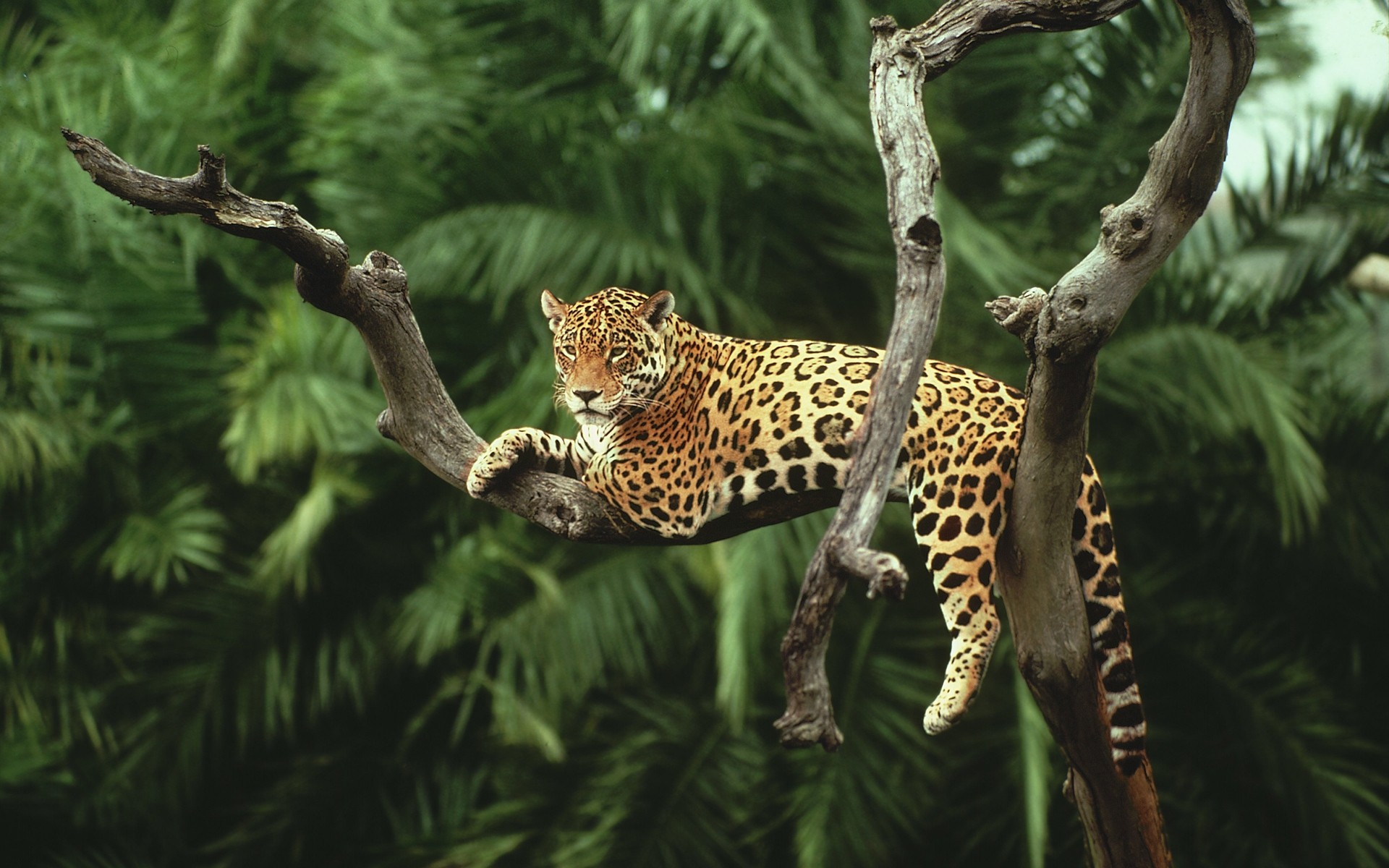 General 1920x1200 nature animals jaguars cats big cats mammals