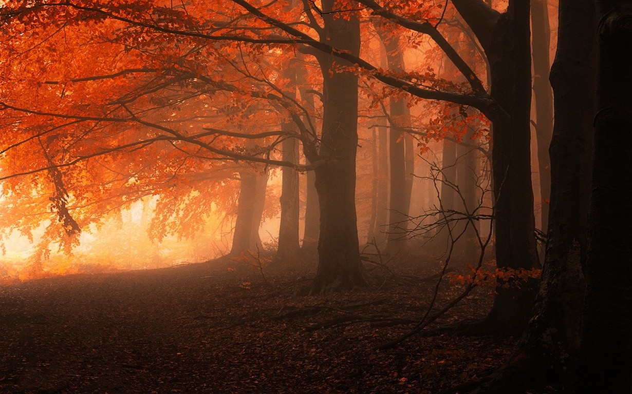 General 1230x768 nature mist forest fall trees leaves orange calm