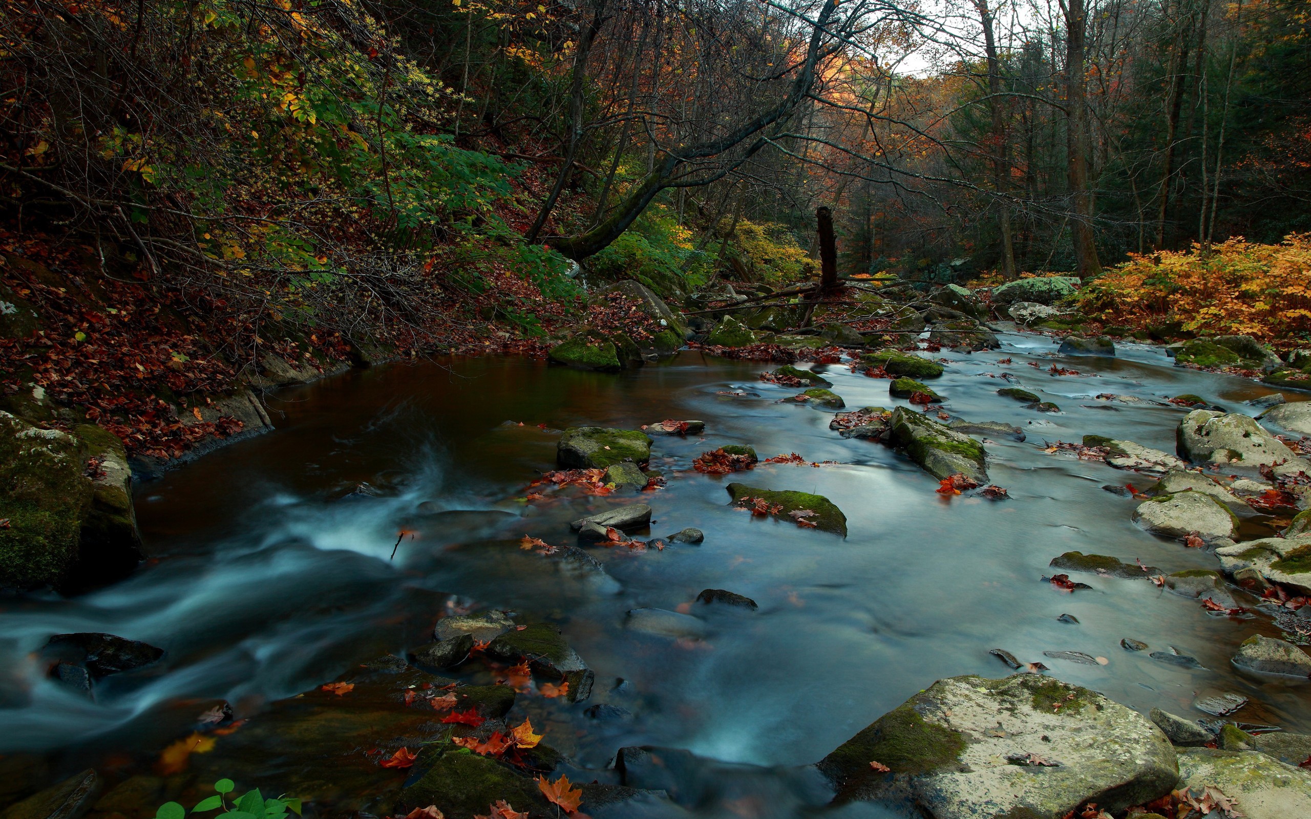 General 2560x1600 river nature forest leaves fall water rocks stones