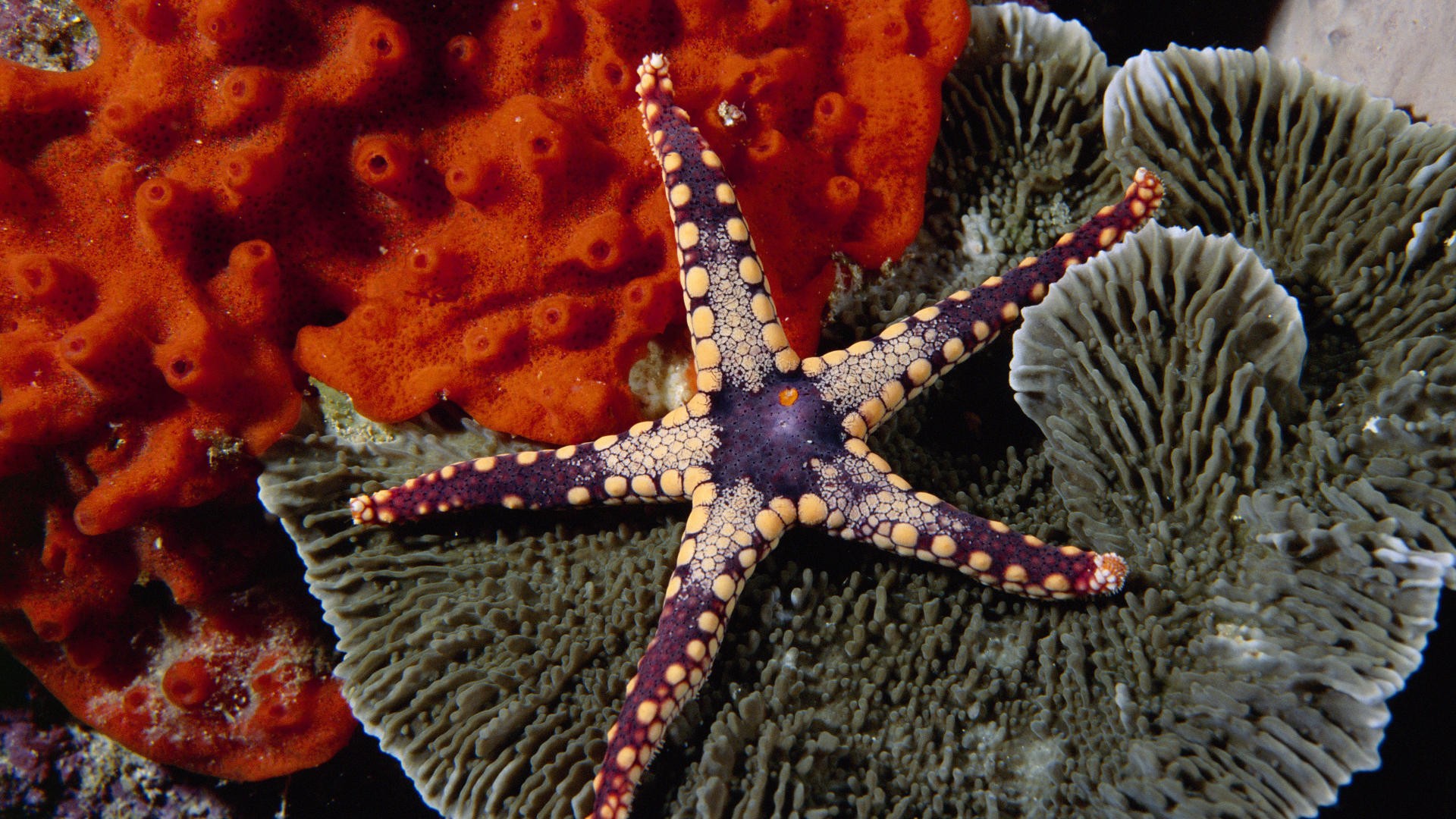 General 1920x1080 underwater starfish sea life animals coral