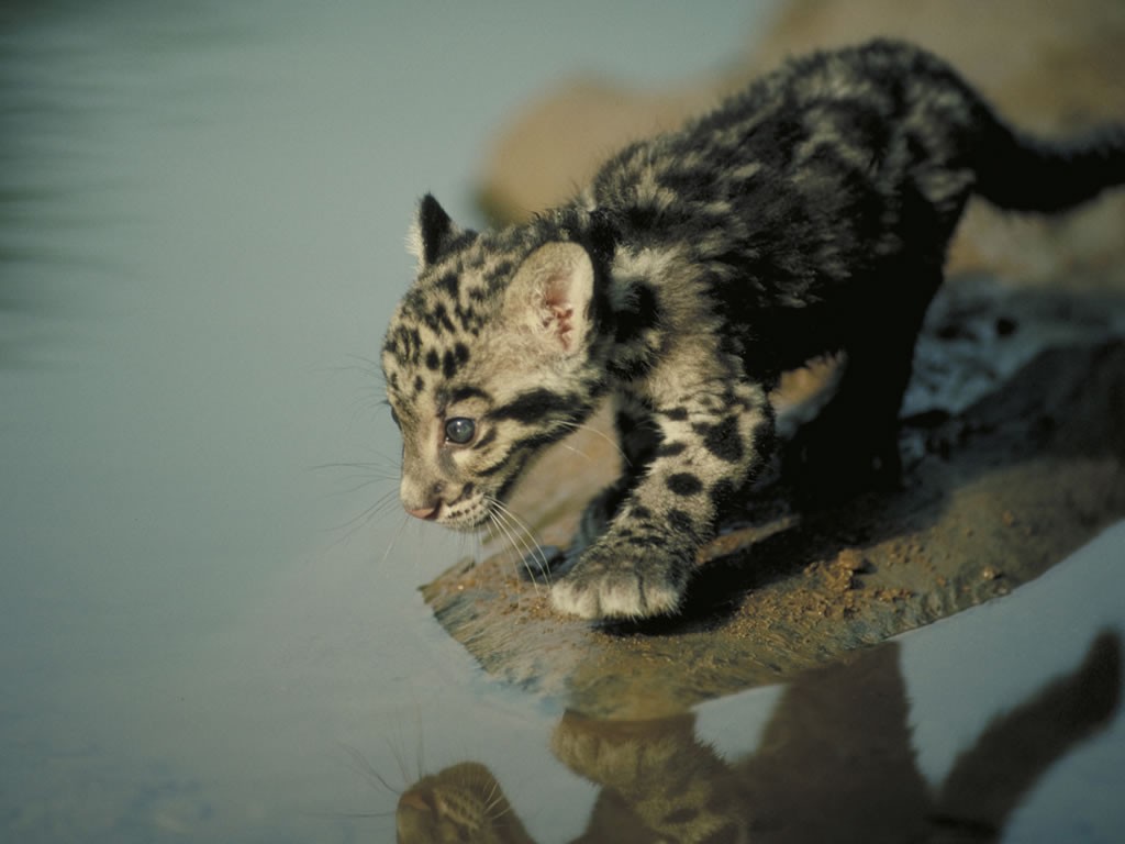 General 1024x768 nature animals baby animals water reflection mammals big cats tiger tiger cub