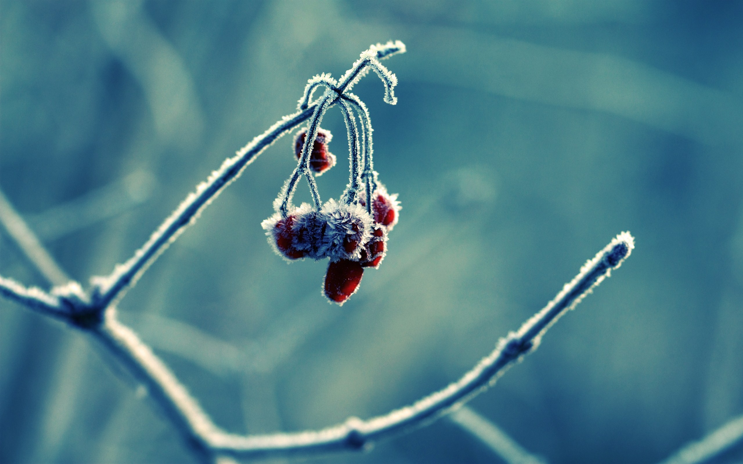 General 2560x1600 winter frost macro berries branch nature plants twigs cold