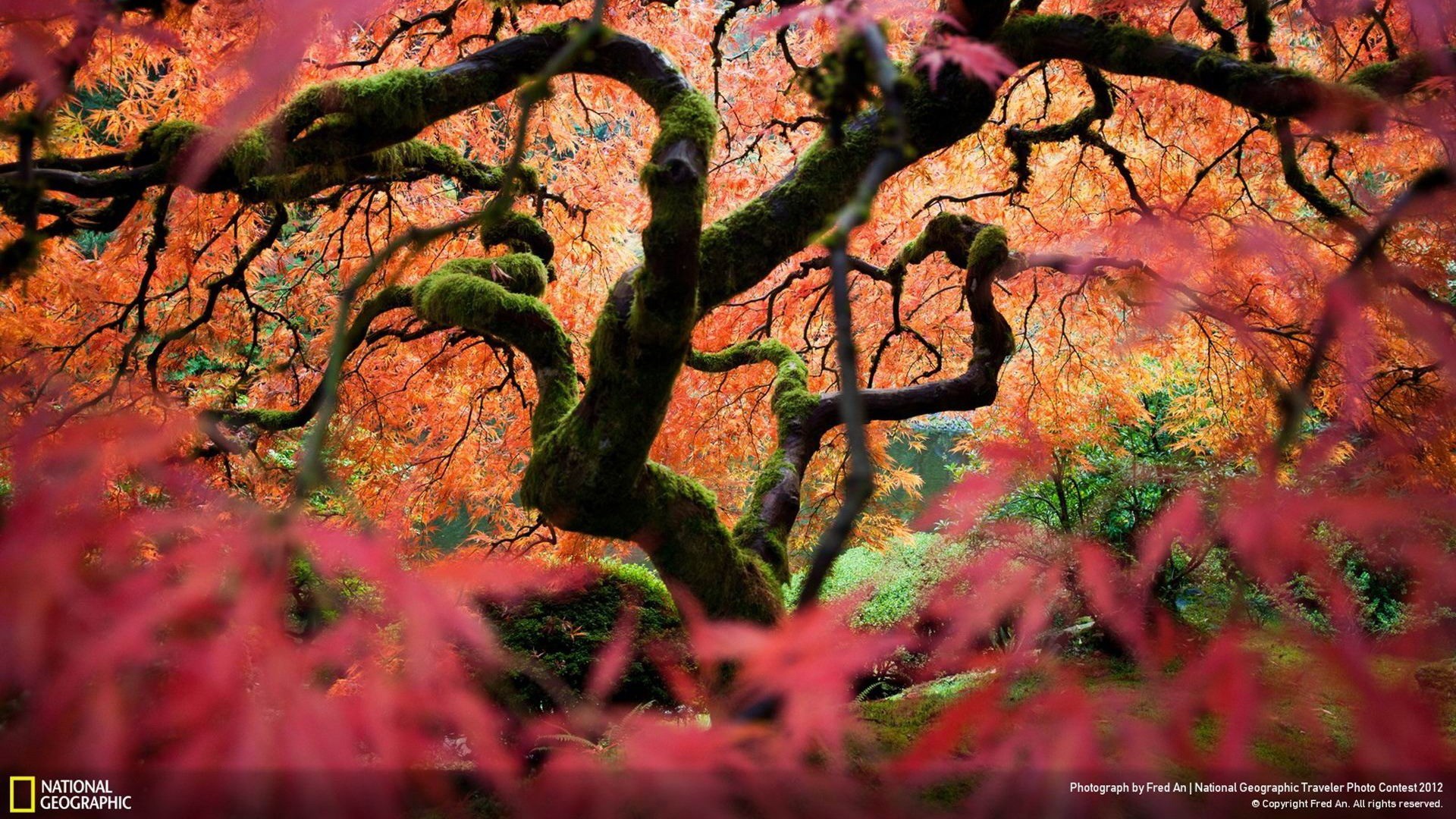 General 1920x1080 trees nature plants 2012 (Year) National Geographic