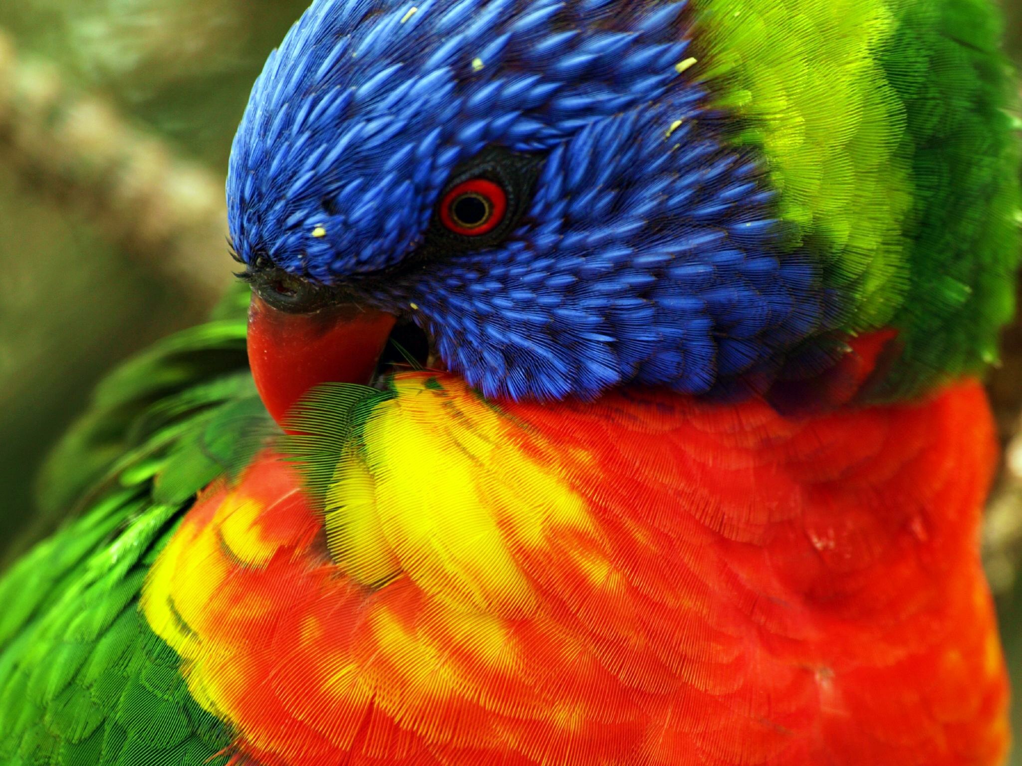 General 2048x1536 birds animals nature parrot lorikeet closeup