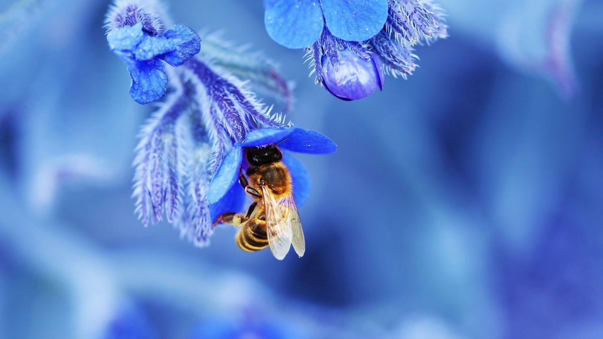 General 1920x1080 nature macro depth of field bees insect flowers blue blossoms wings animals closeup plants