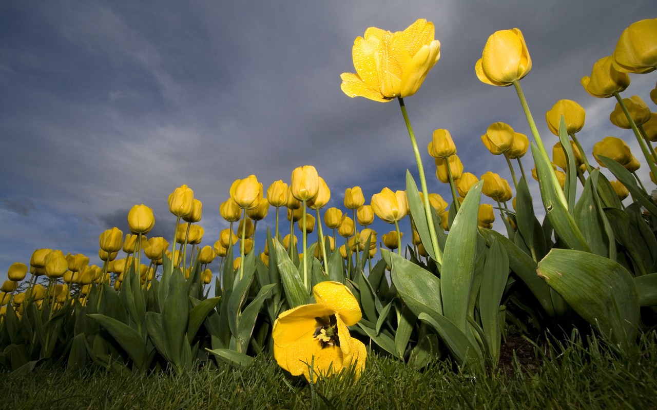 General 1280x800 tulips flowers yellow flowers worm's eye view low-angle plants outdoors