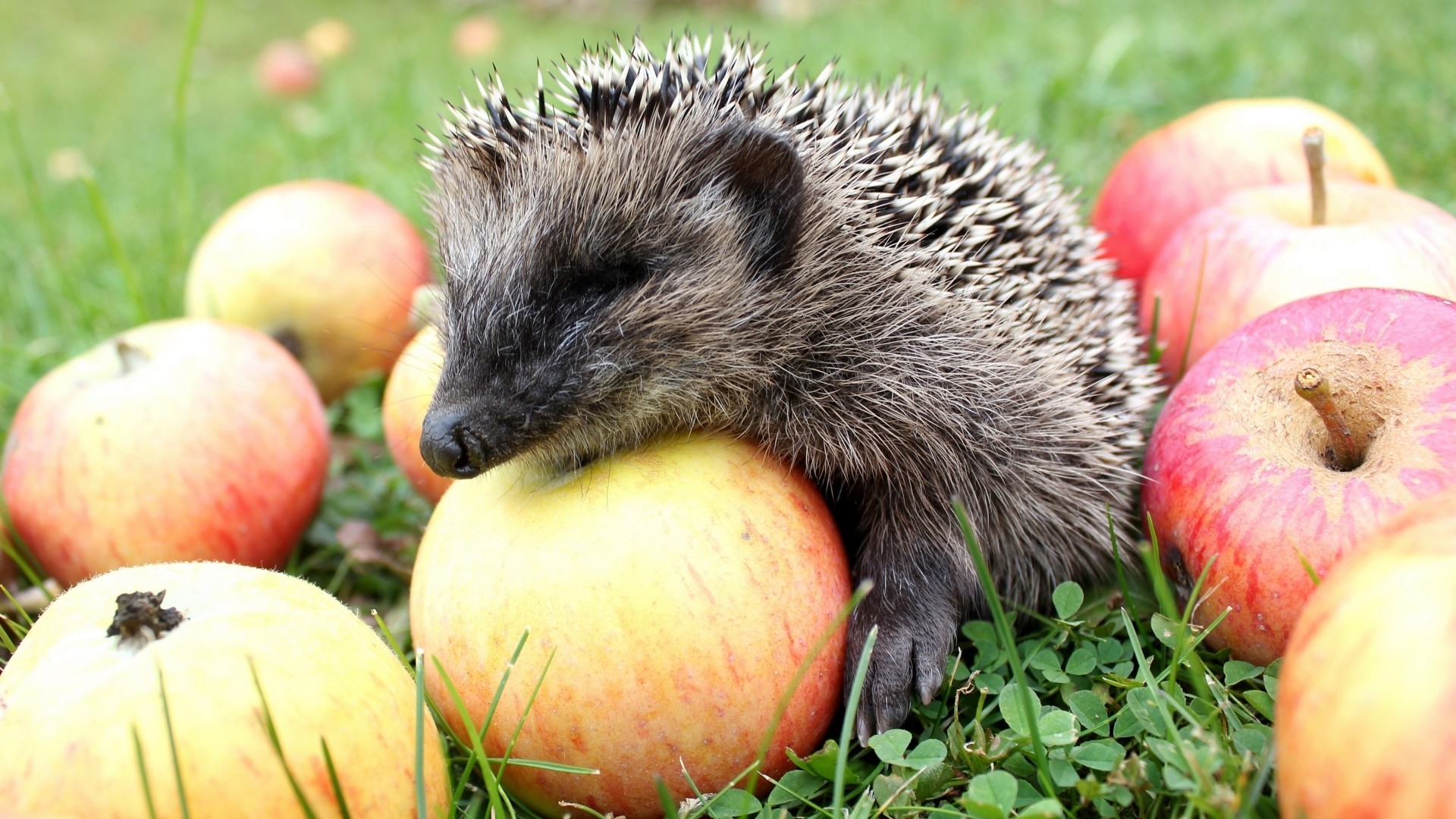 General 1920x1080 hedgehog animals food apples mammals fruit outdoors