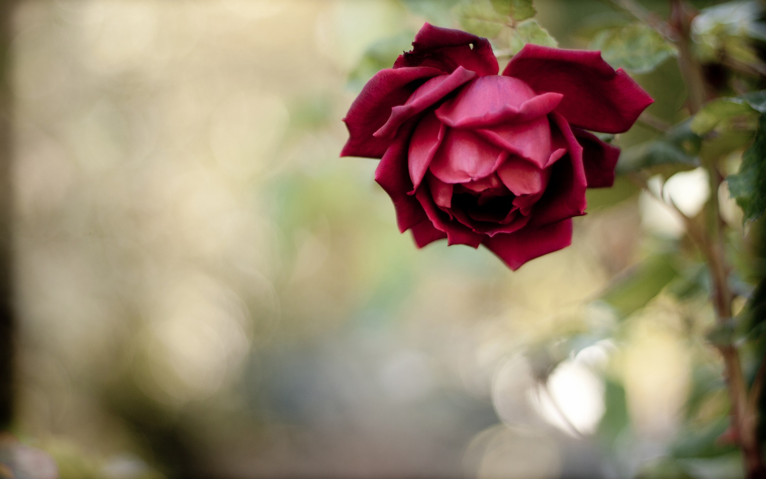 General 2560x1600 flowers rose red flowers plants