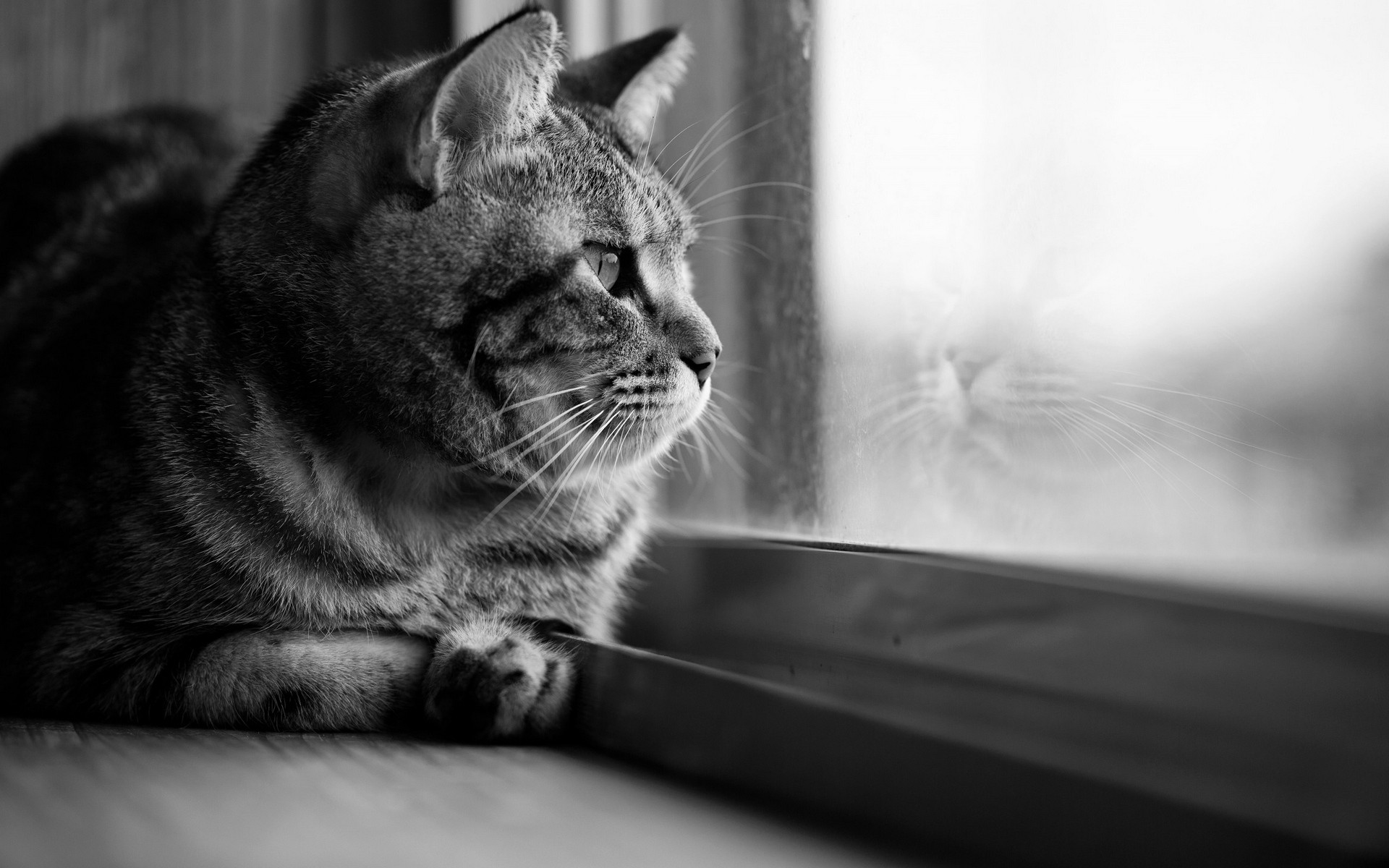 General 1920x1200 cats window looking away monochrome animals indoors looking out window