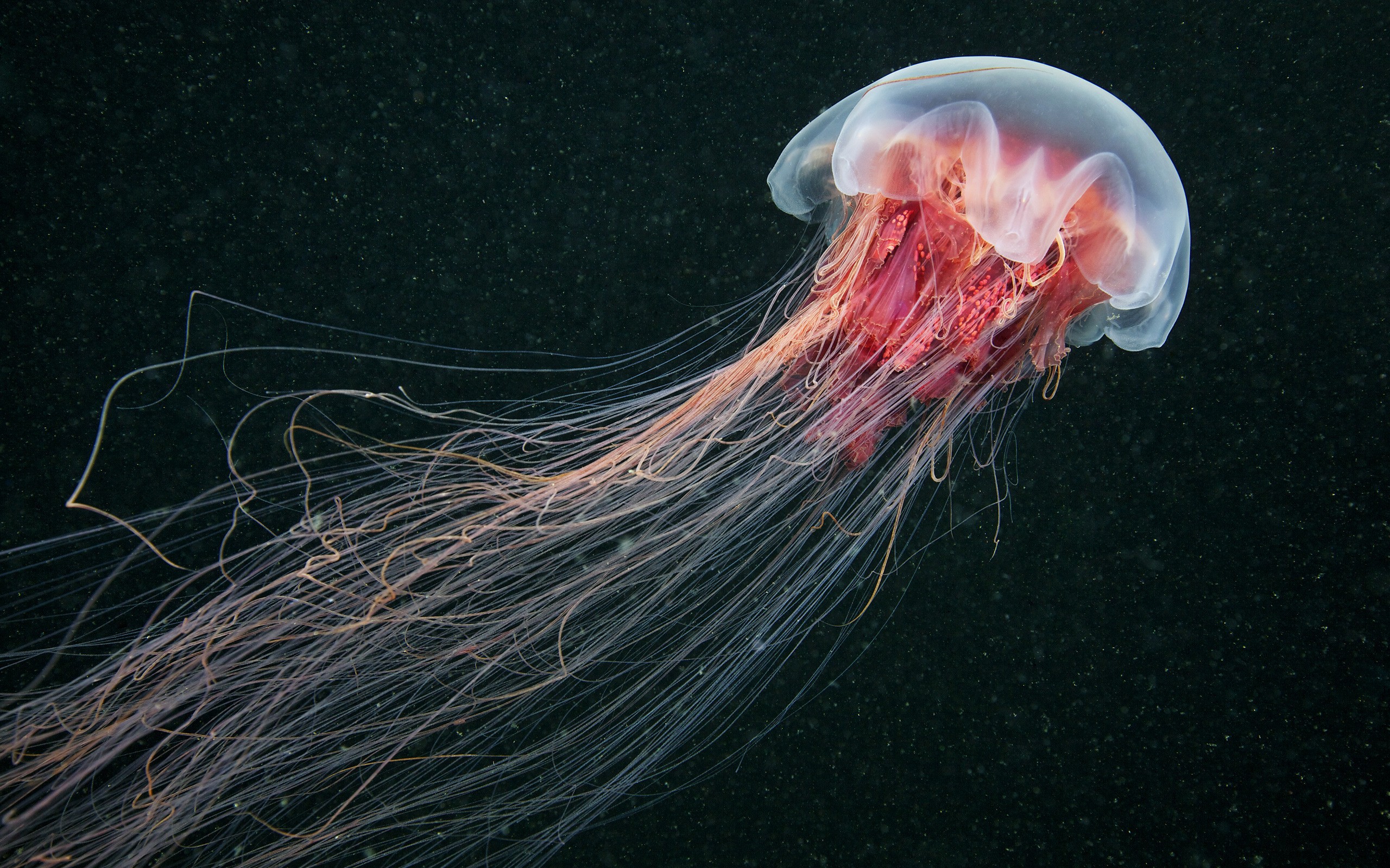 General 2560x1600 jellyfish sea life nature sea animals underwater closeup