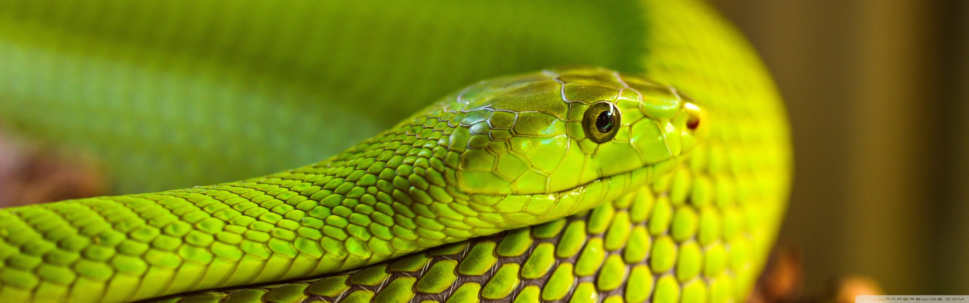 General 3360x1050 snake reptiles depth of field multiple display animals