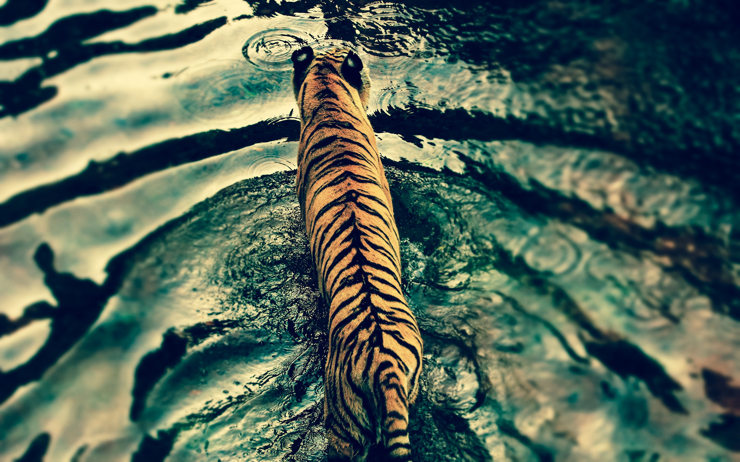 General 2880x1800 nature water tiger rain animals mammals in water big cats