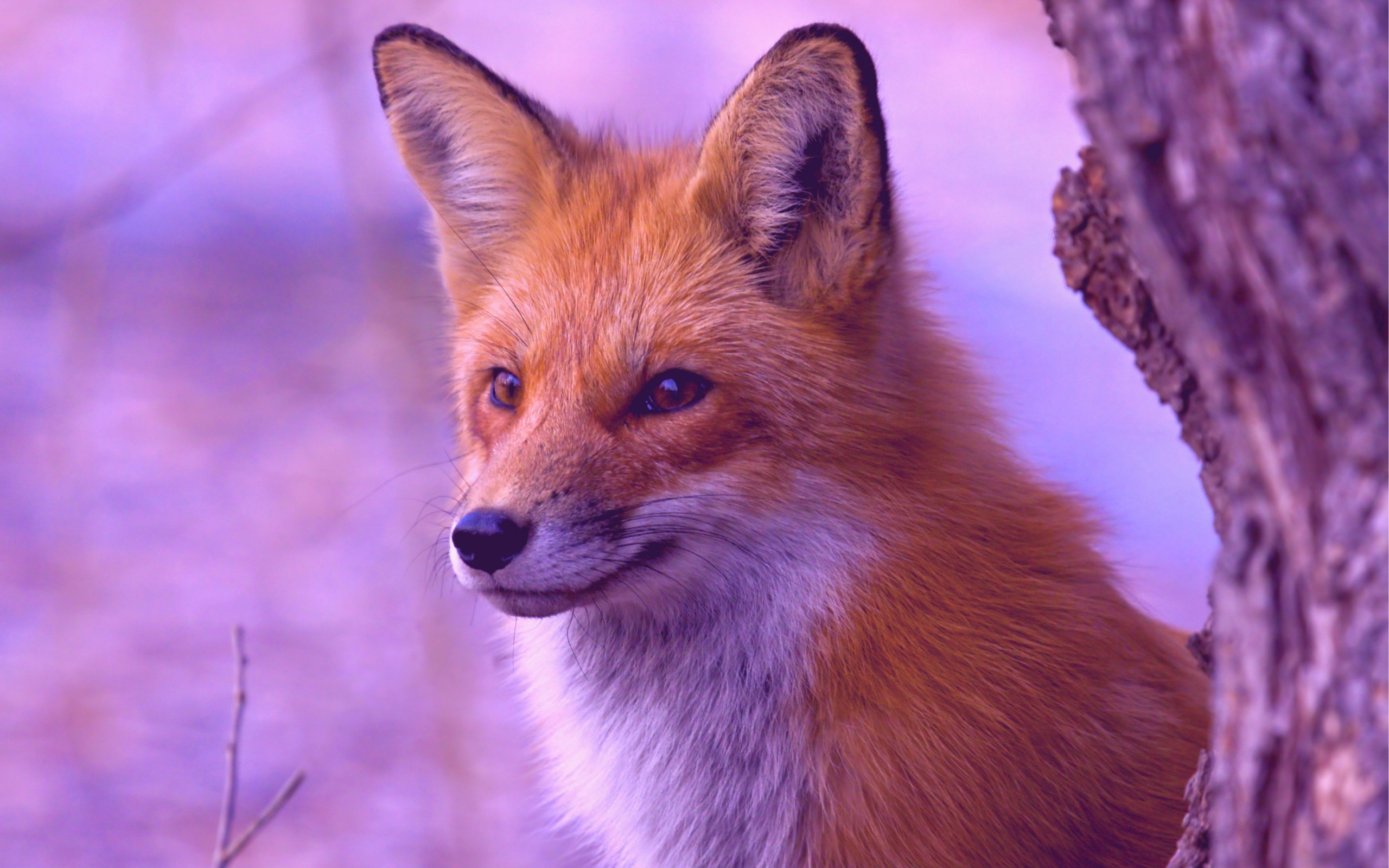 General 2560x1600 fox animals filter mammals closeup
