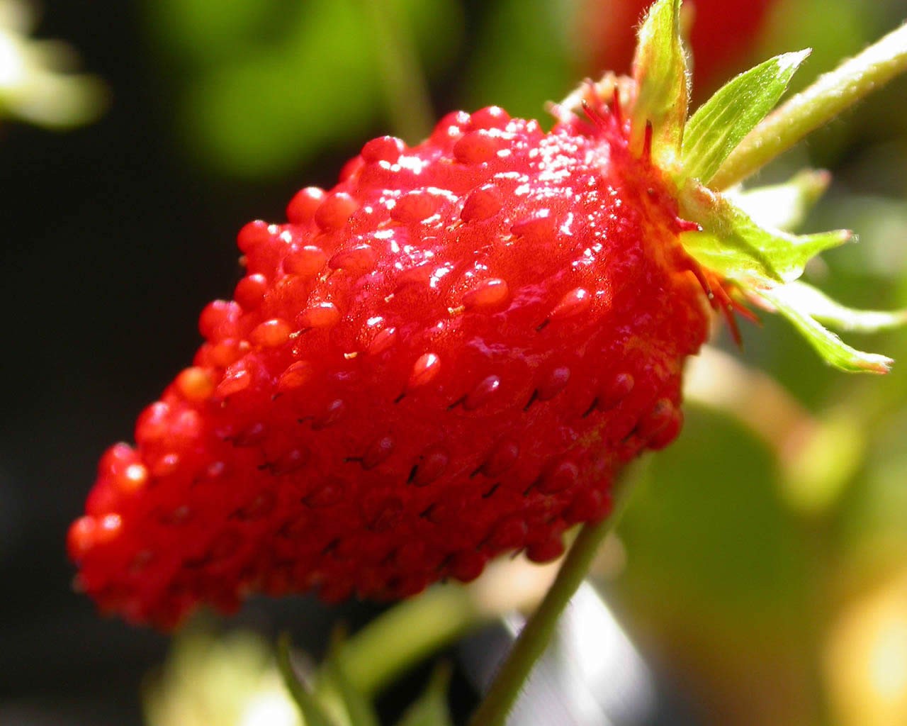 General 1280x1024 strawberries berries nature food fruit red plants