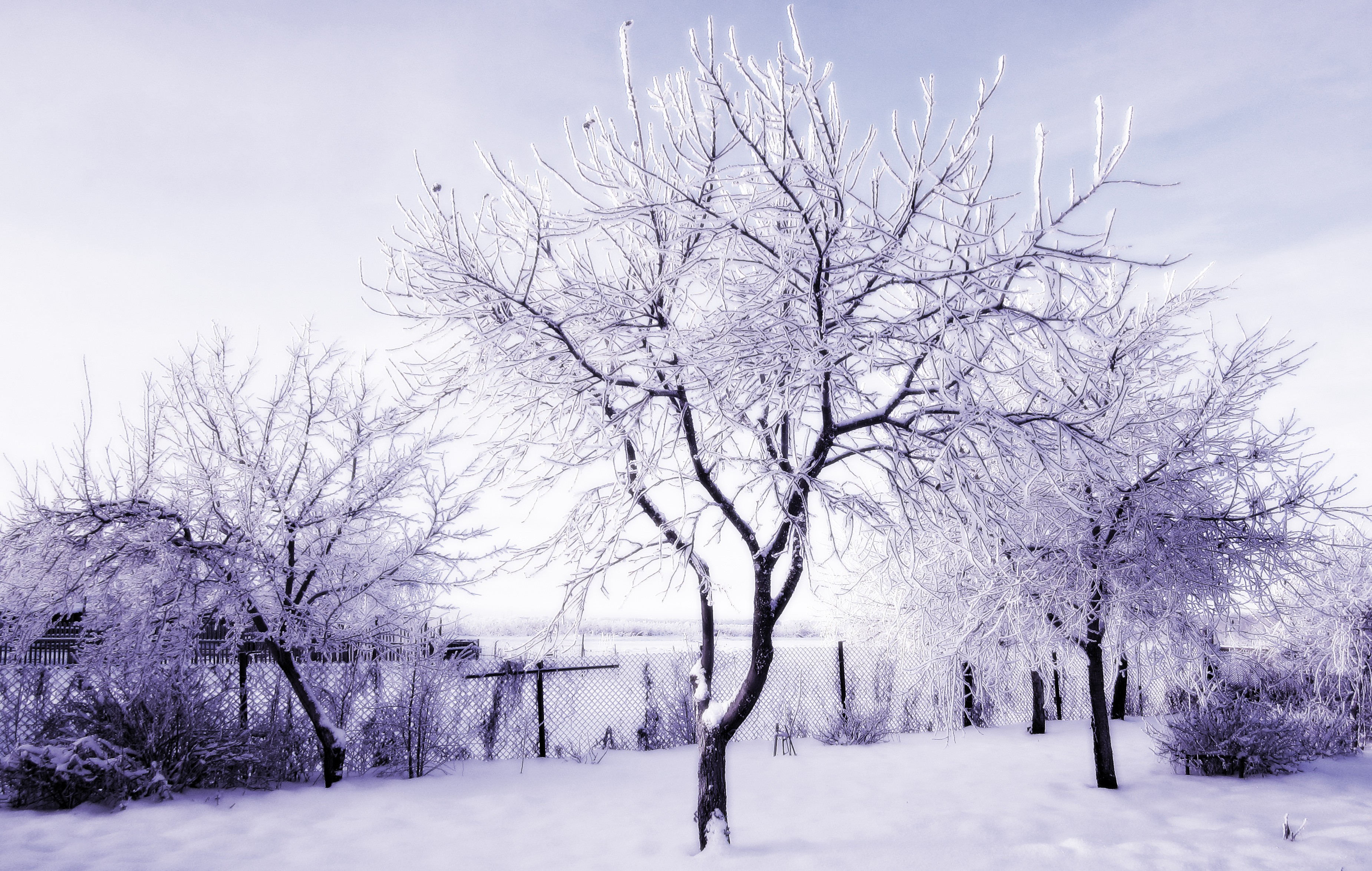 General 3700x2348 winter Russia snow trees ice