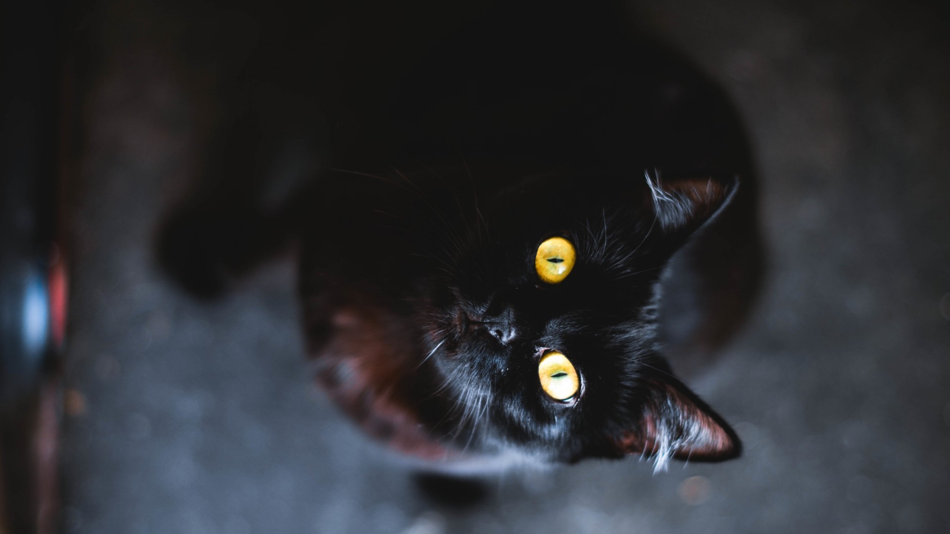 General 1920x1080 cats animals looking up mammals yellow eyes black cats