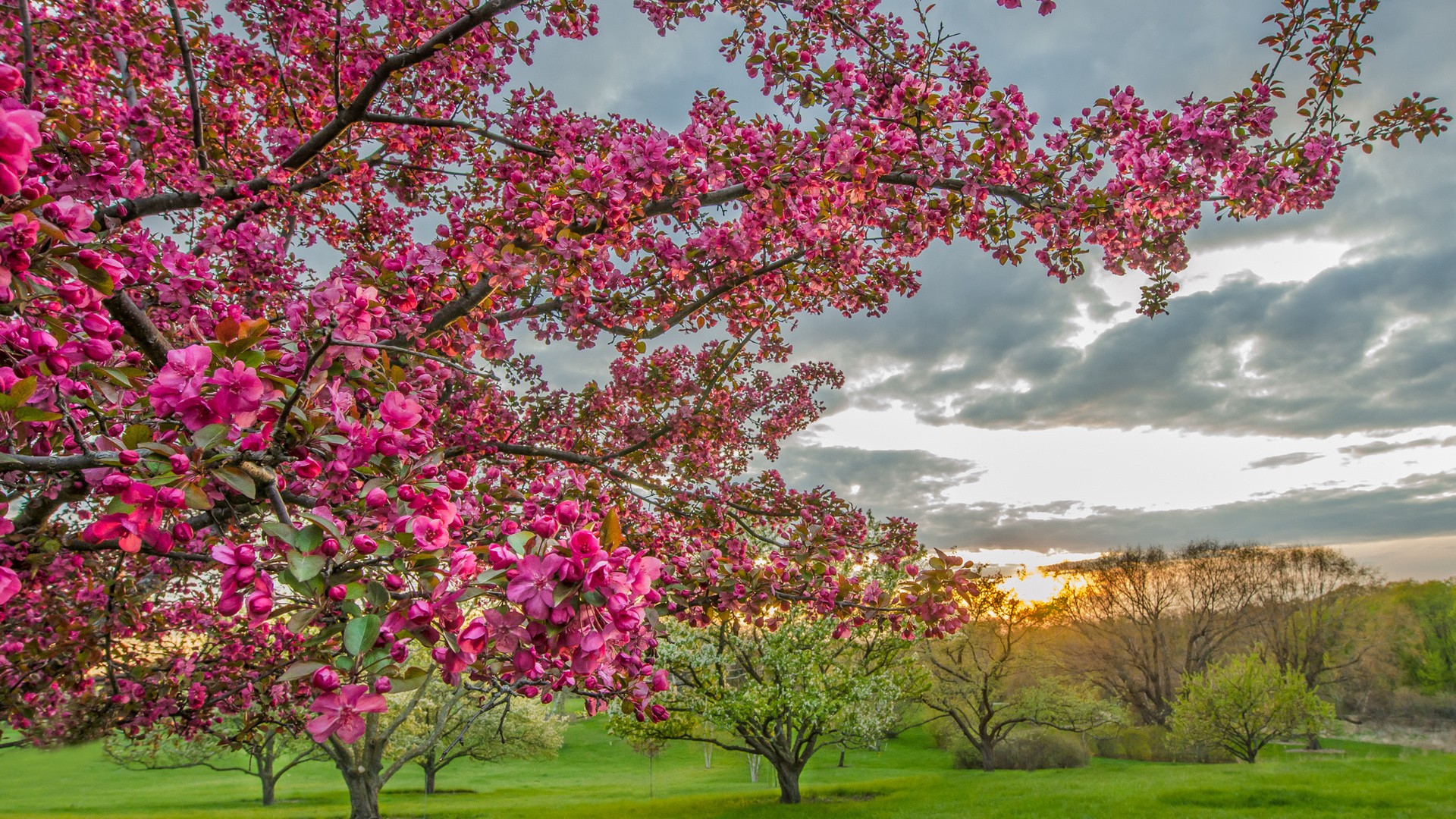General 1920x1080 trees plants blossoms spring birds