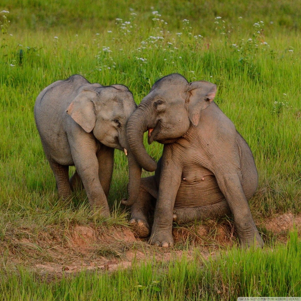 General 1024x1024 elephant animals happy baby animals mammals