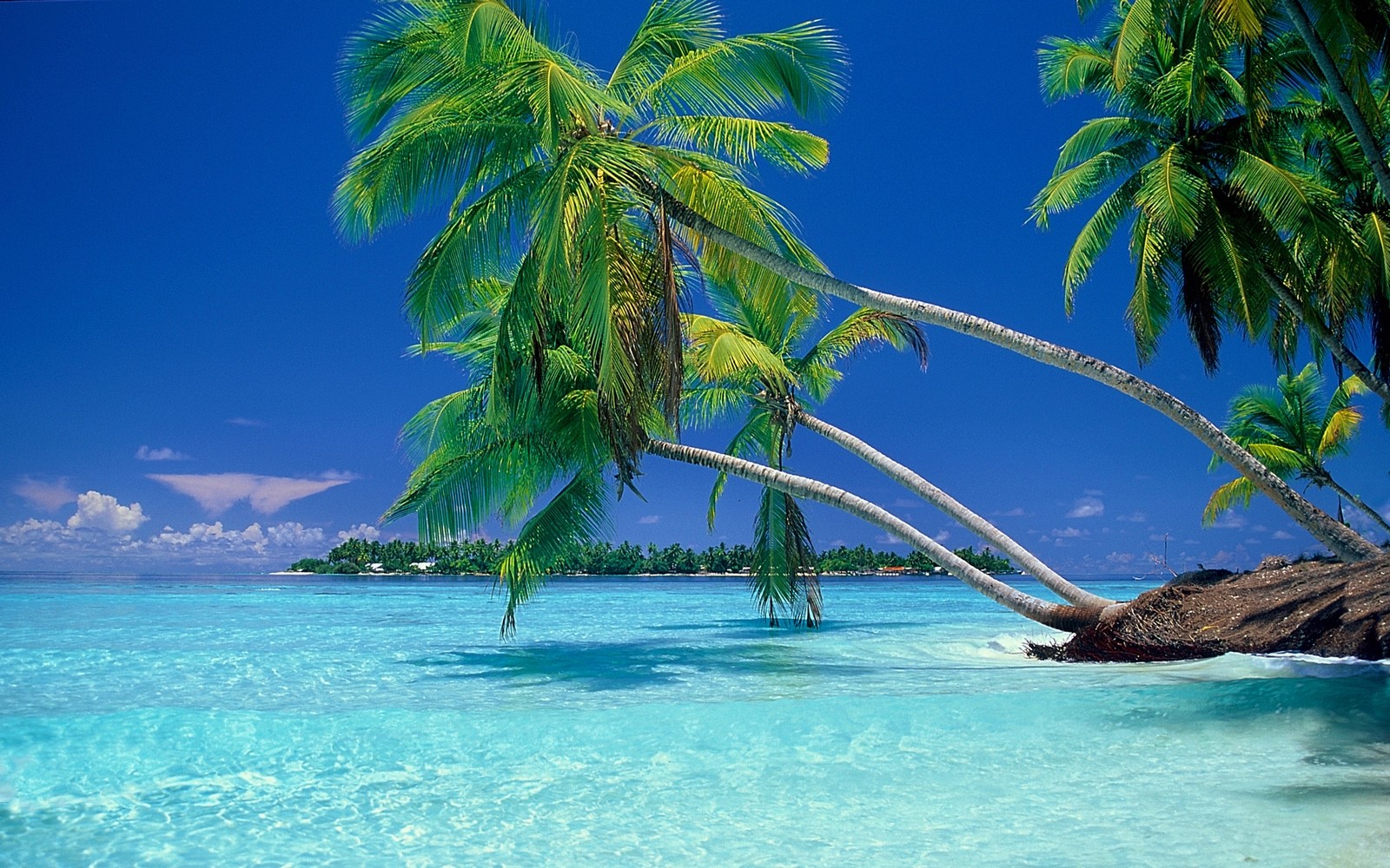 General 1600x1000 nature landscape beach tropical sea vacation summer palm trees water