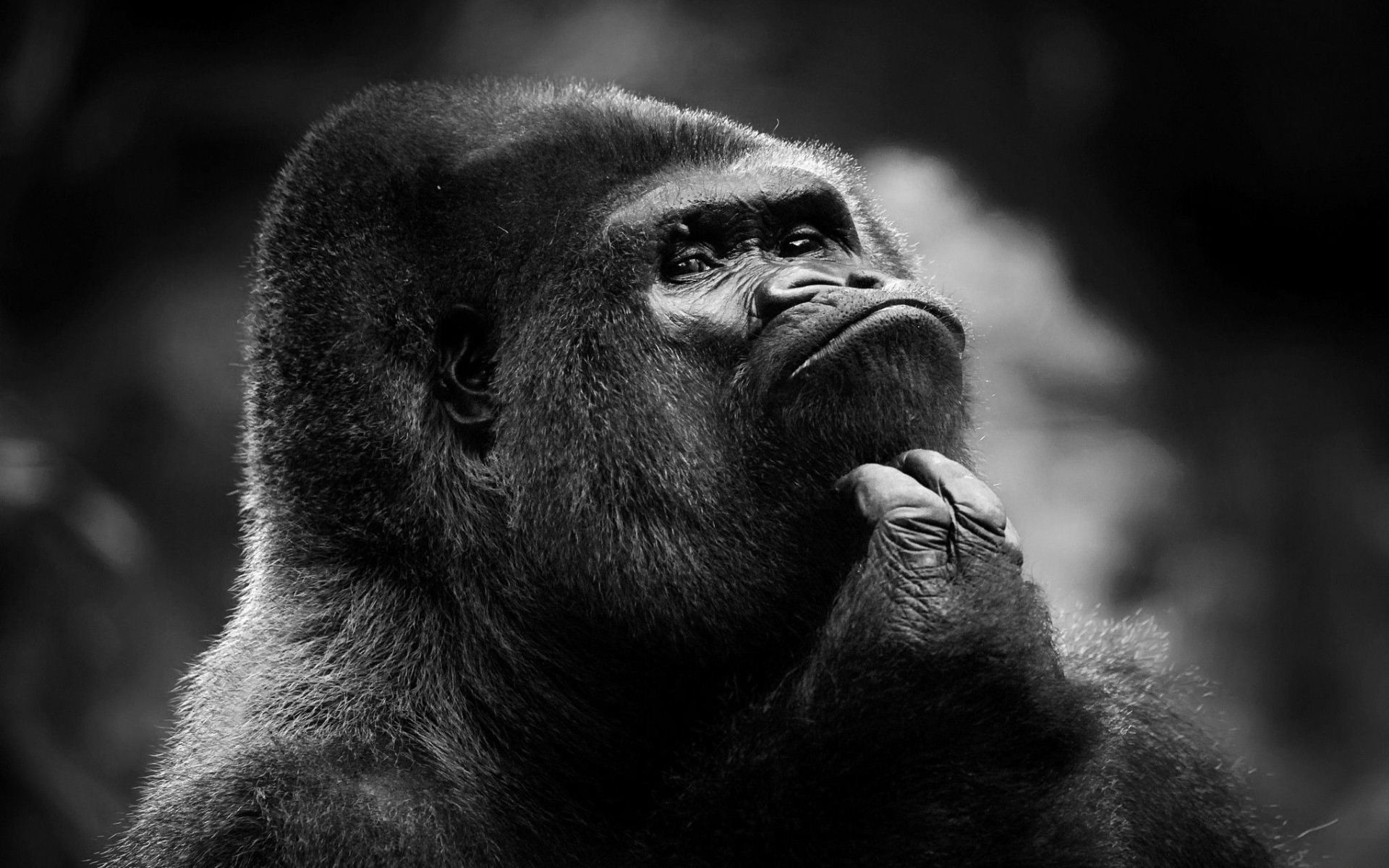 General 1920x1200 gorillas animals mammals monochrome thinking