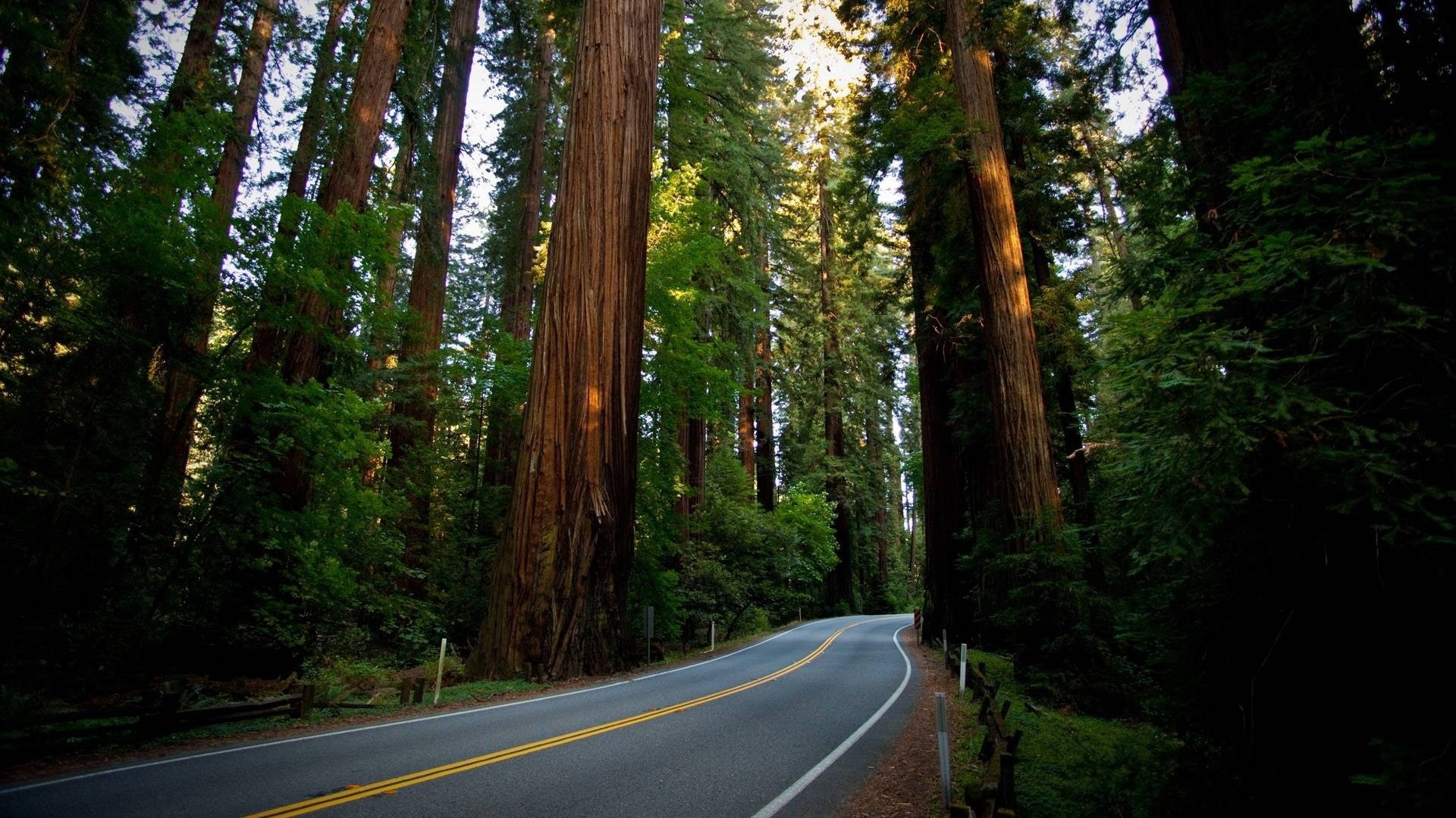General 1920x1080 landscape nature road redwood sequoias