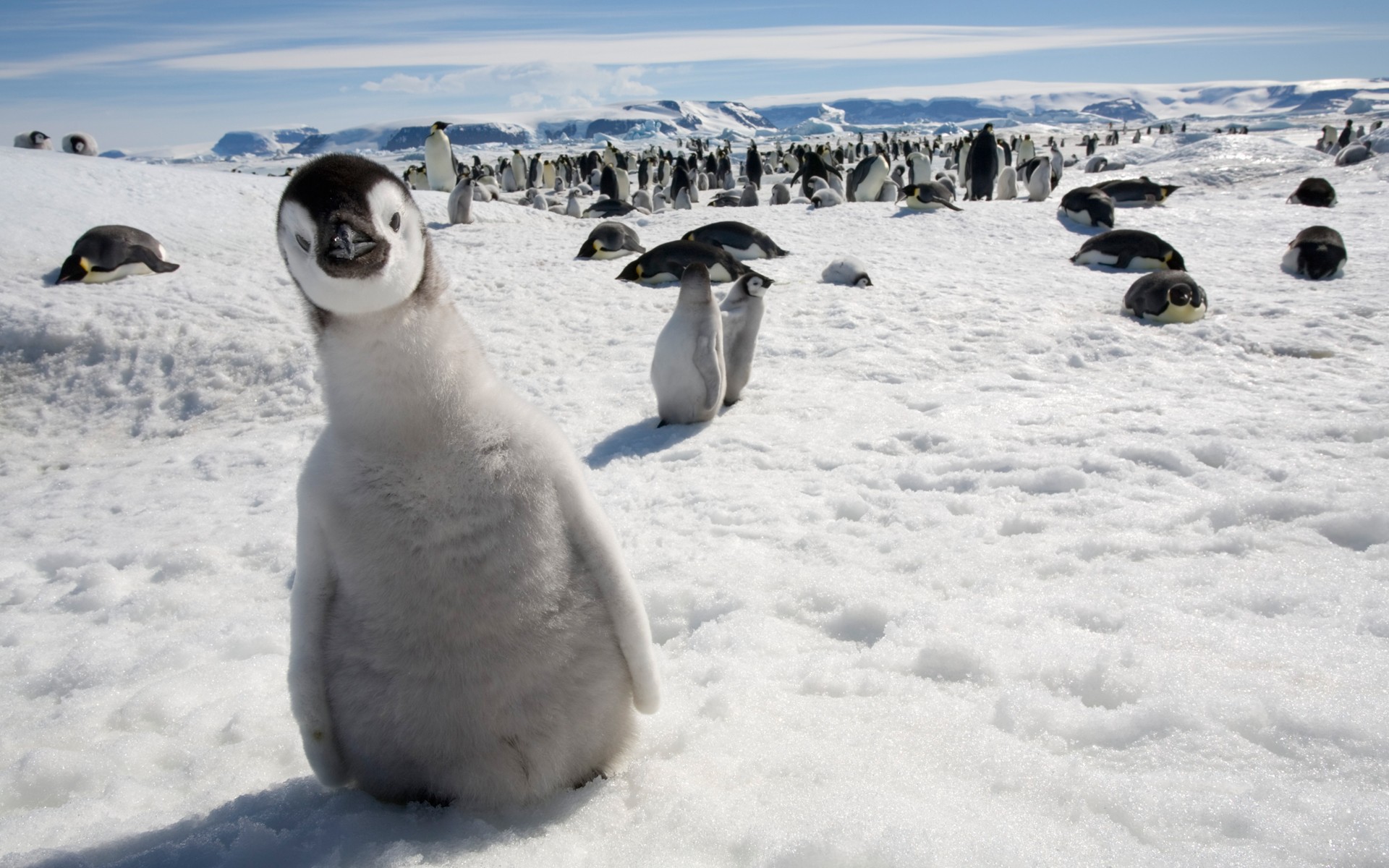 General 1920x1200 nature animals wildlife birds penguins baby animals snow ice cold landscape