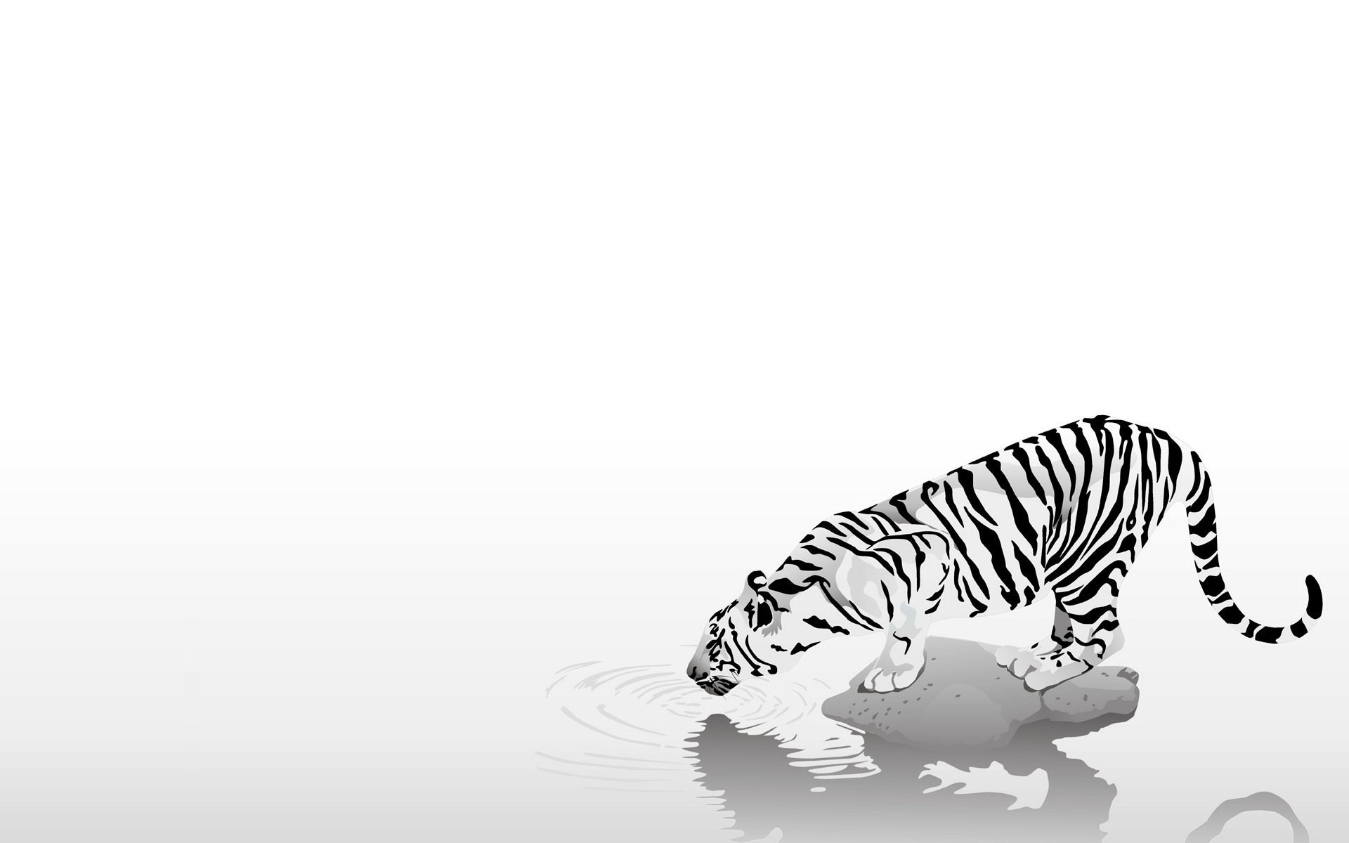 General 1920x1200 tiger minimalism simple background animals mammals artwork white background big cats reflection water ripples