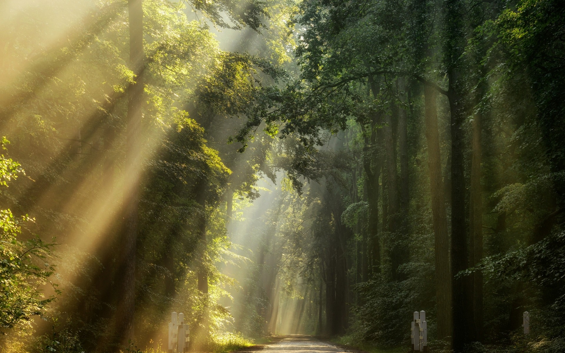 General 1920x1200 nature road sun rays trees green sunlight forest