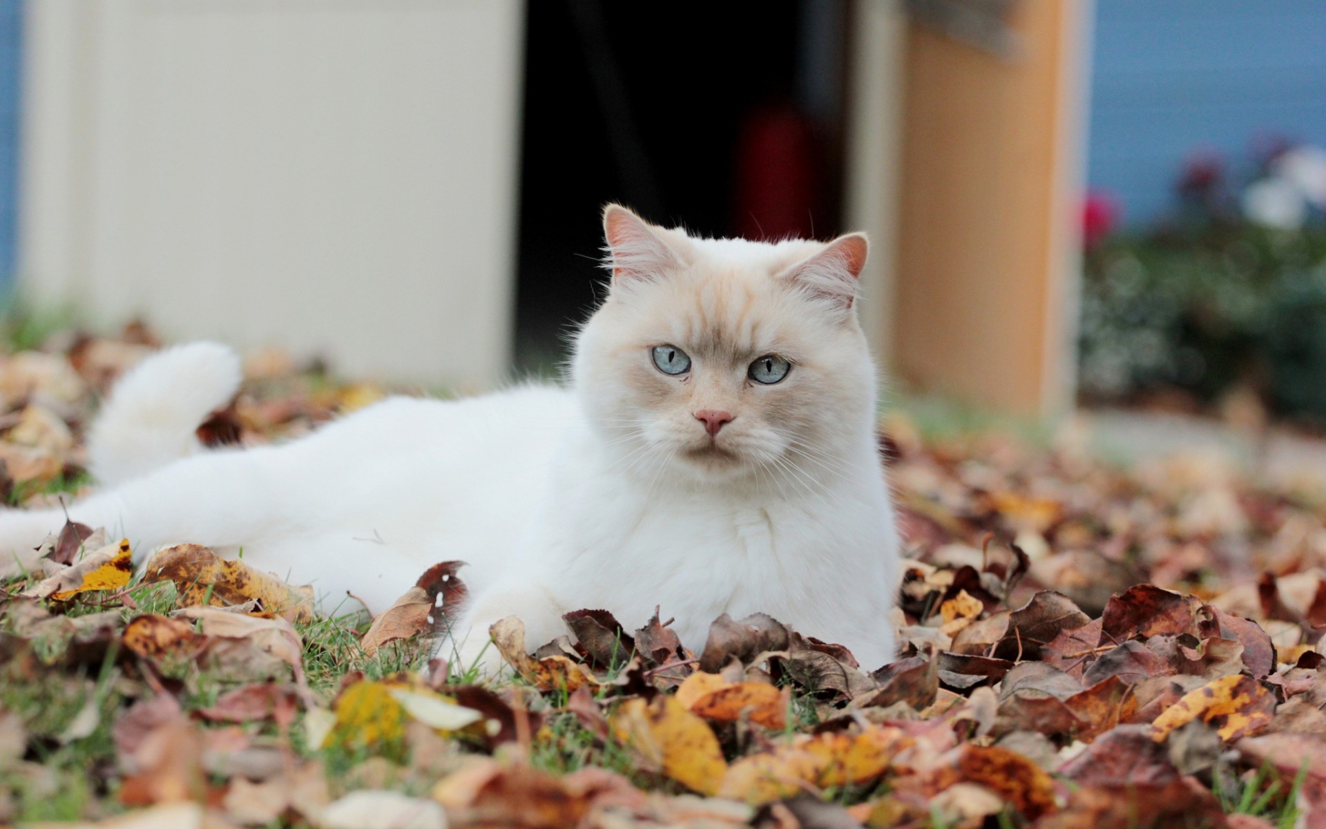 General 1920x1200 animals cats blue eyes leaves outdoors fallen leaves mammals