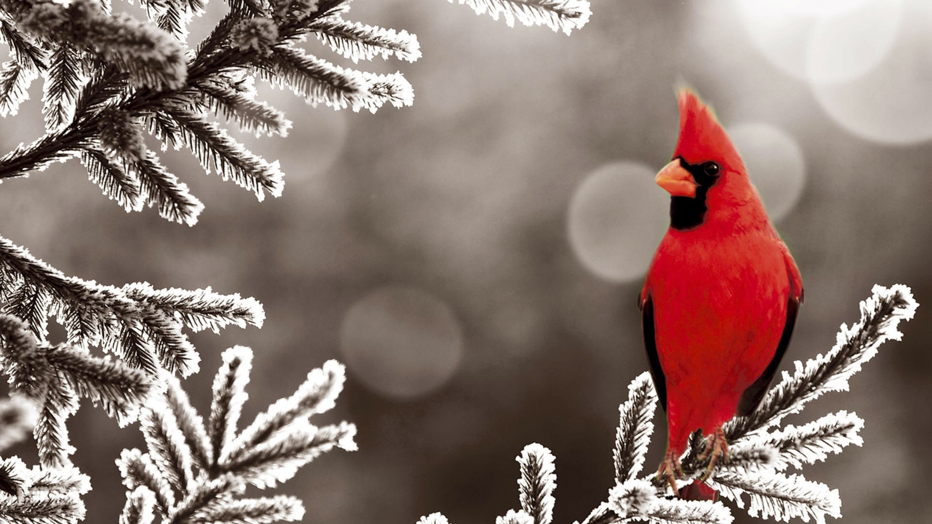 General 1920x1080 animals birds snow cardinals frost cold ice plants winter