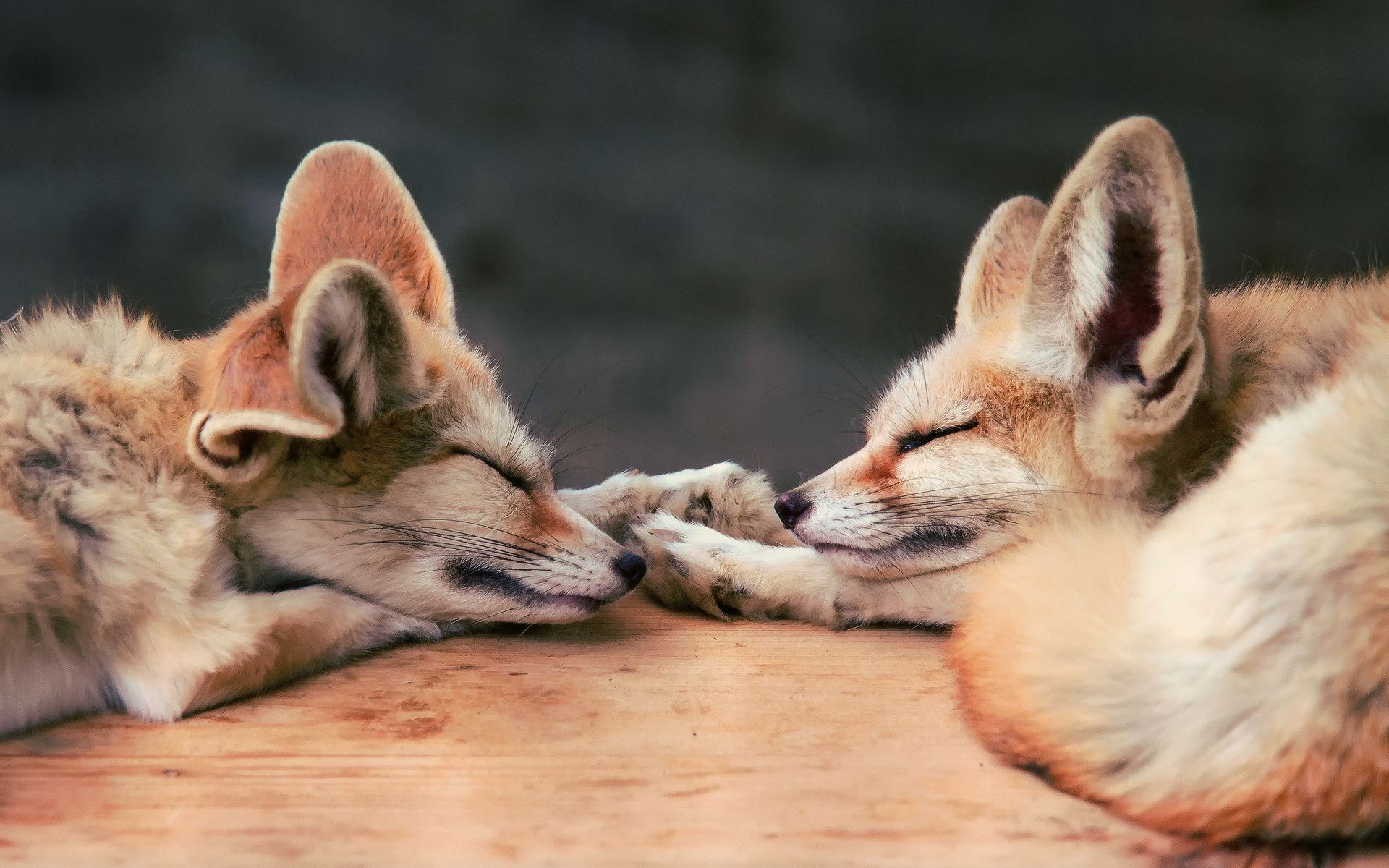 General 1920x1200 fox baby animals animals sleeping mammals fennec fox fennec