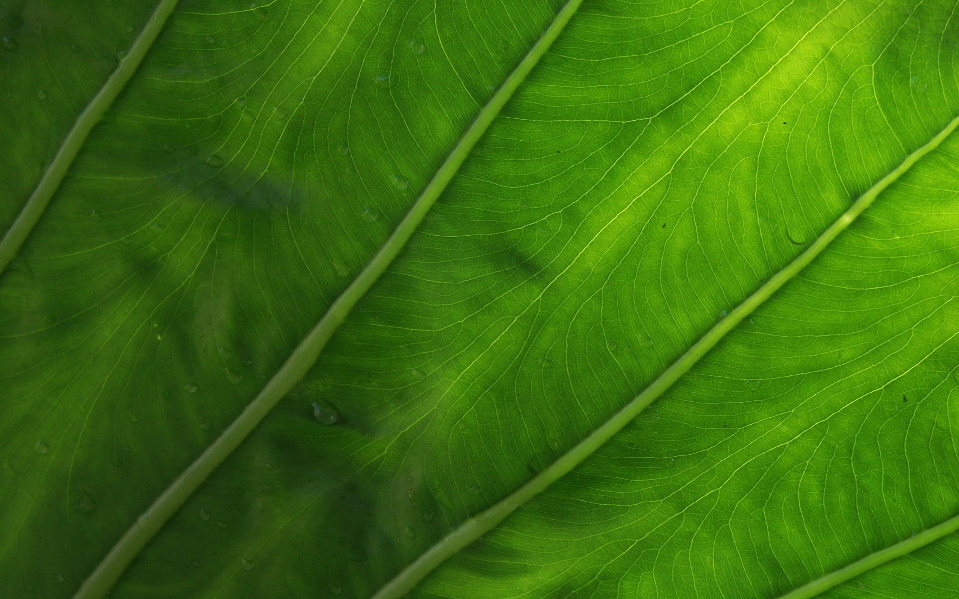 General 1920x1200 leaves plants macro water drops texture