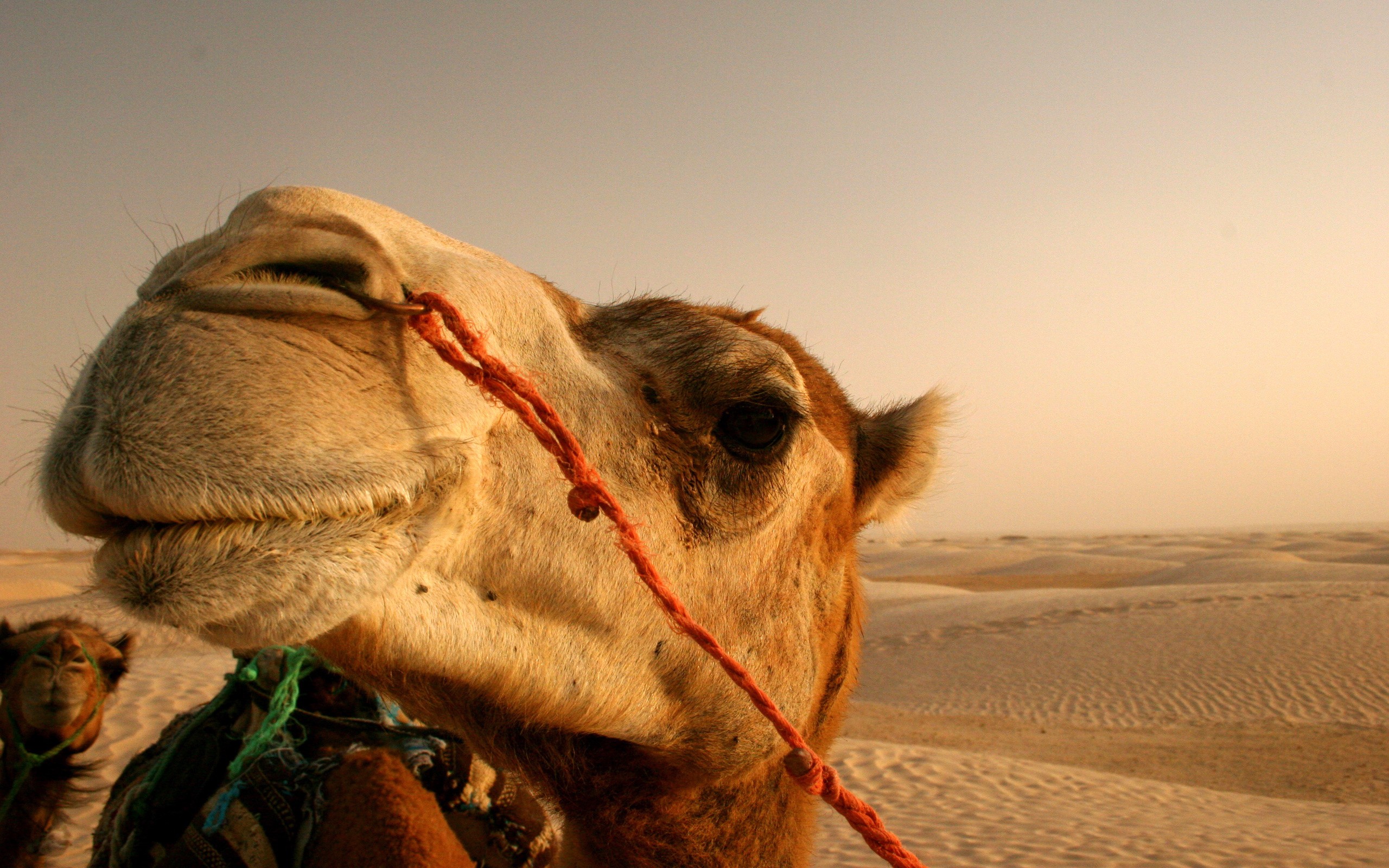 General 2560x1600 animals camels desert closeup mammals outdoors