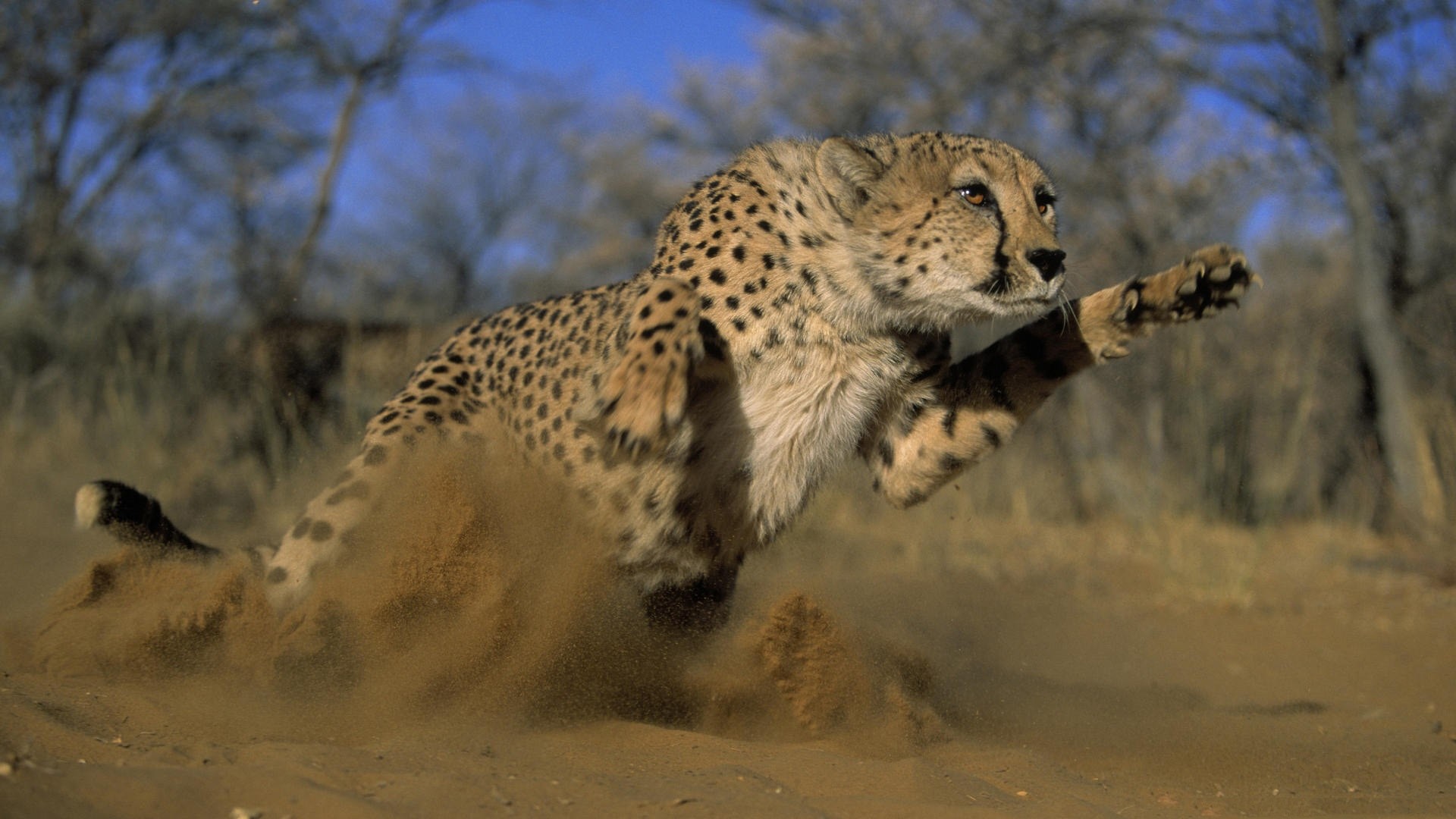 General 1920x1080 animals cheetahs big cats sand jumping wildlife cats frontal view mammals