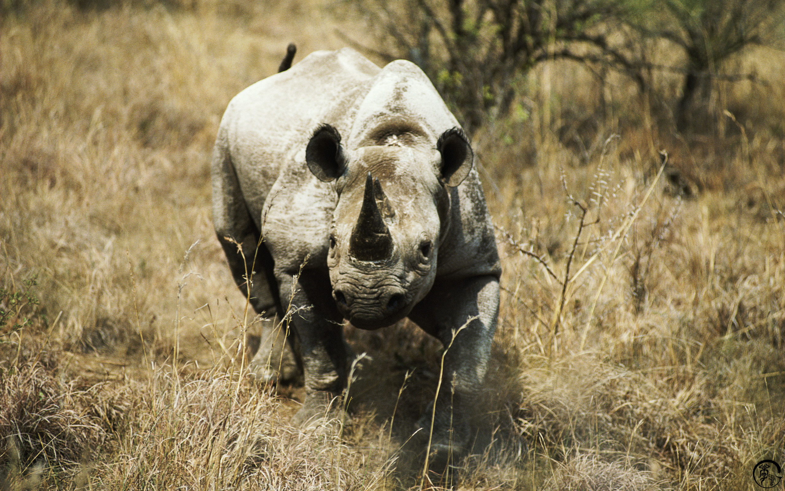 General 2560x1600 rhino animals mammals wildlife