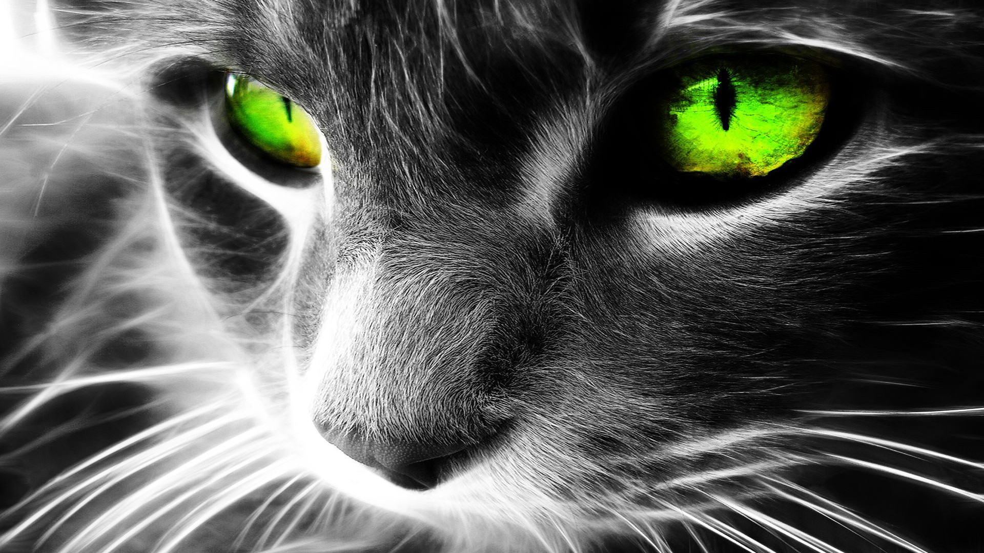 General 1920x1080 cats Fractalius green eyes digital art animals mammals animal eyes