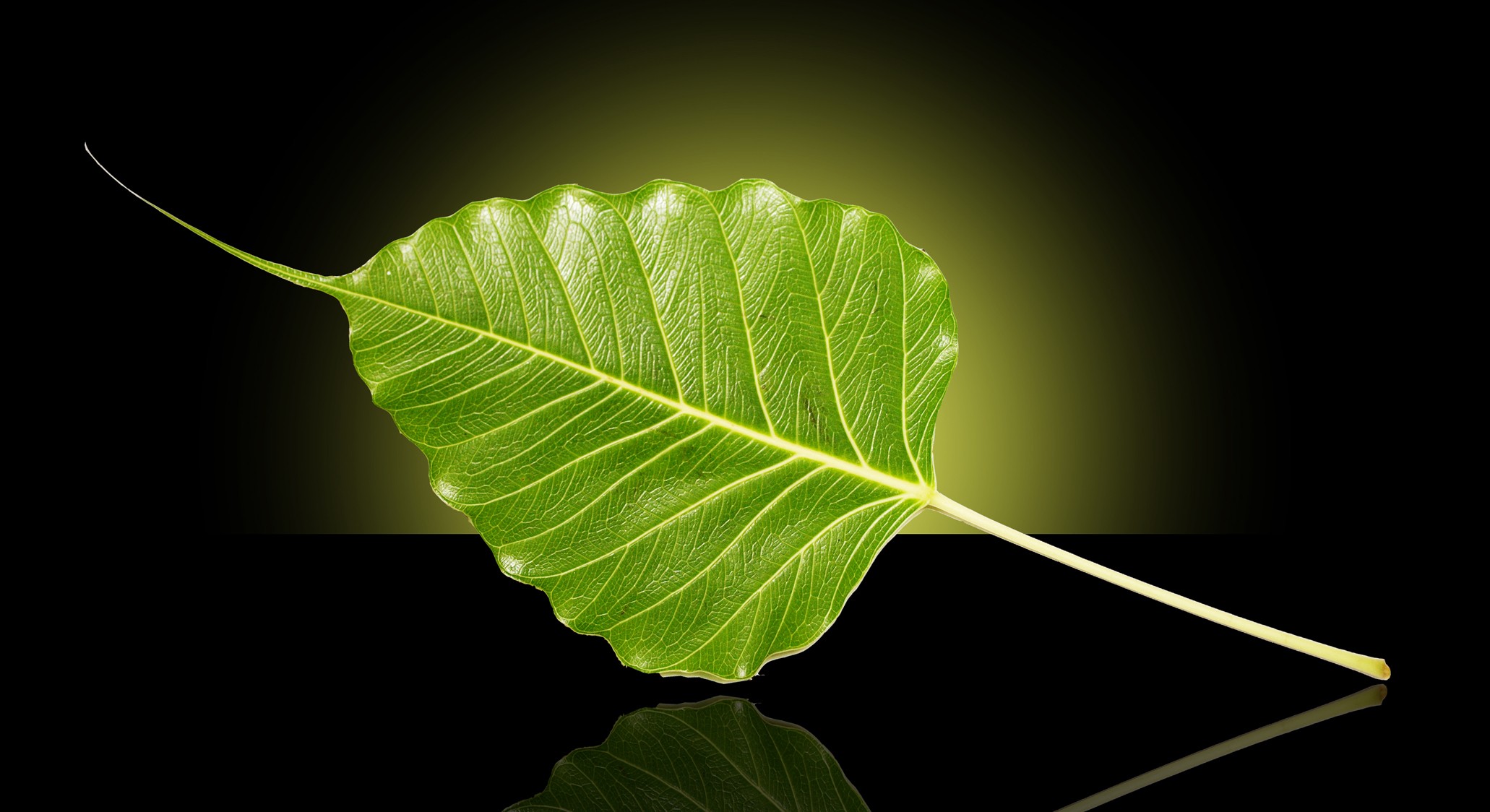 General 2062x1124 leaves plants simple background green