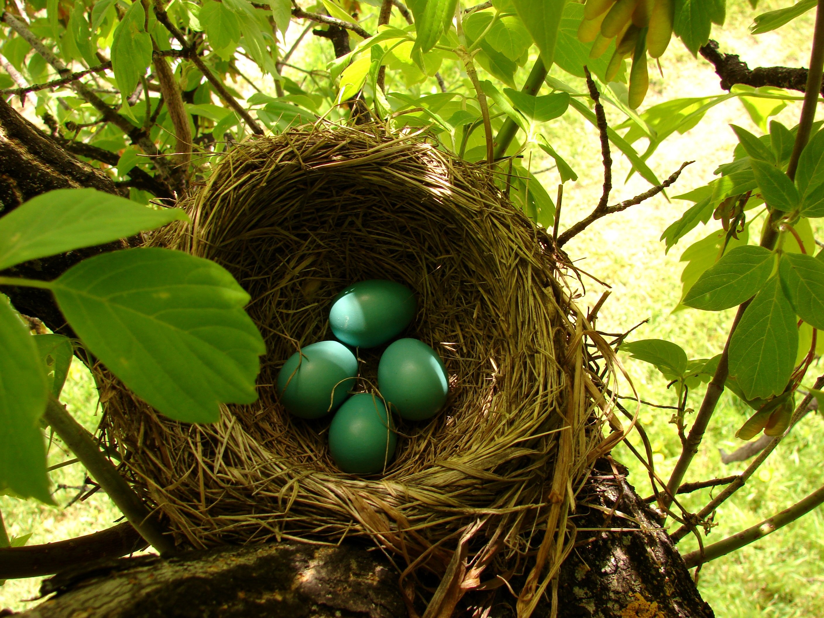General 2816x2112 nests eggs plants leaves outdoors closeup