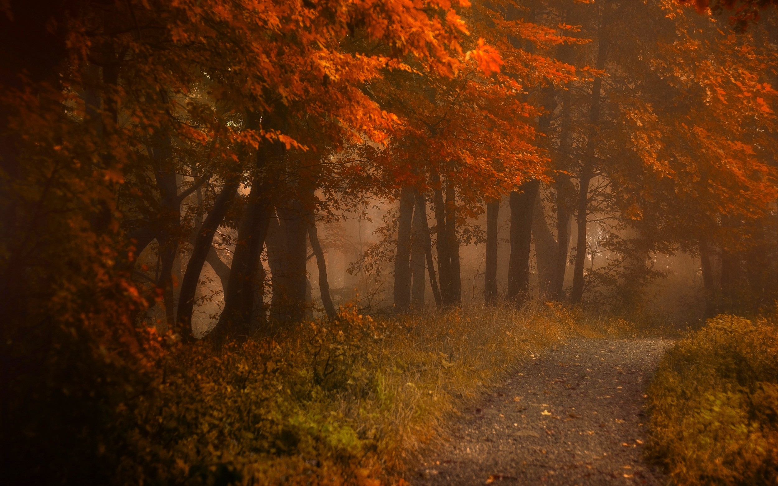 General 2500x1563 path mist fall nature forest leaves morning shrubs atmosphere trees