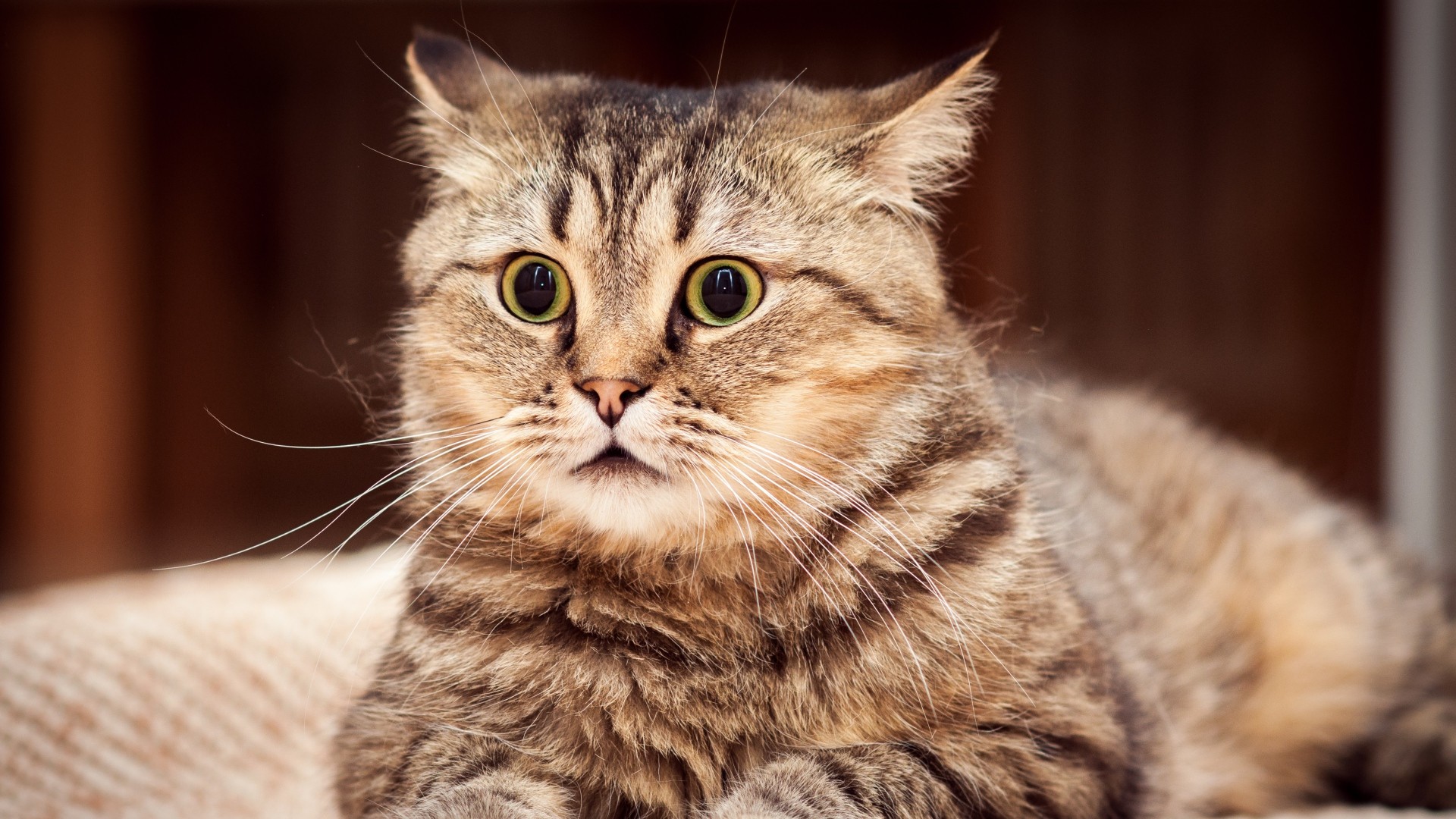 General 1920x1080 cats feline animals face eyes closeup surprised mammals indoors animal eyes yellow eyes