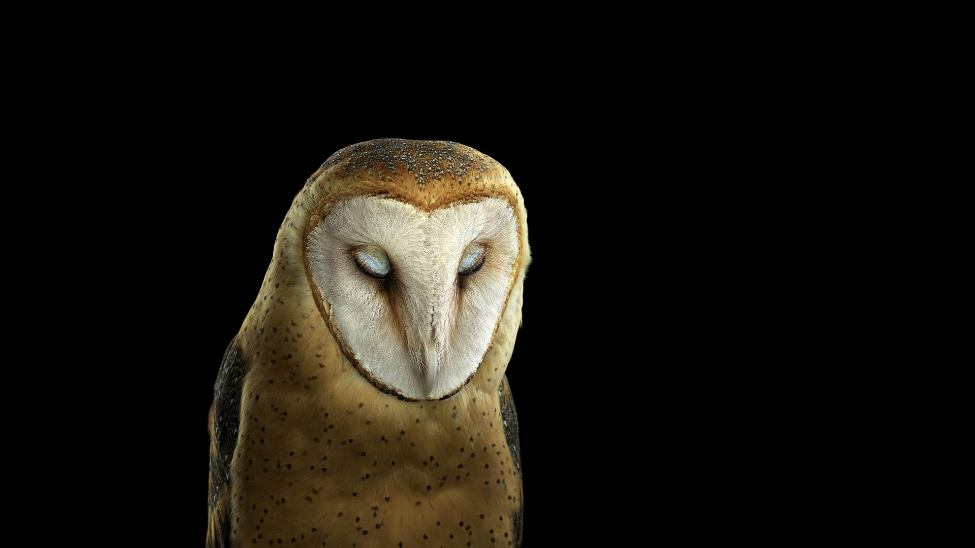 General 1920x1080 photography animals owl simple background birds black background