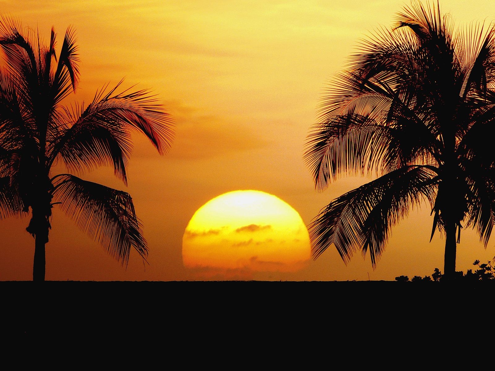 General 1600x1200 sunset palm trees tropical silhouette sky horizon Sun outdoors orange sky