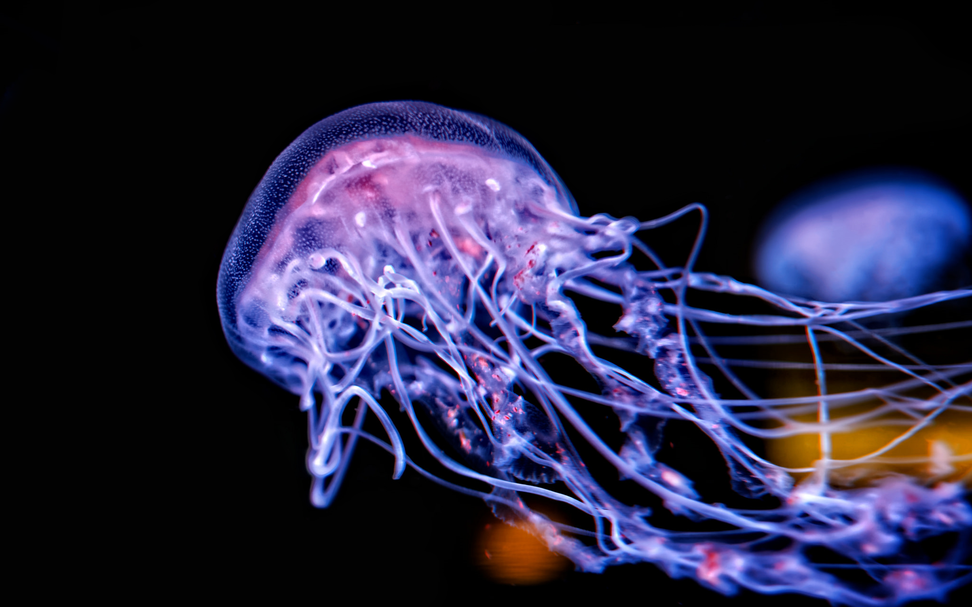 General 1920x1200 jellyfish underwater sea glowing black background depth of field violet animals