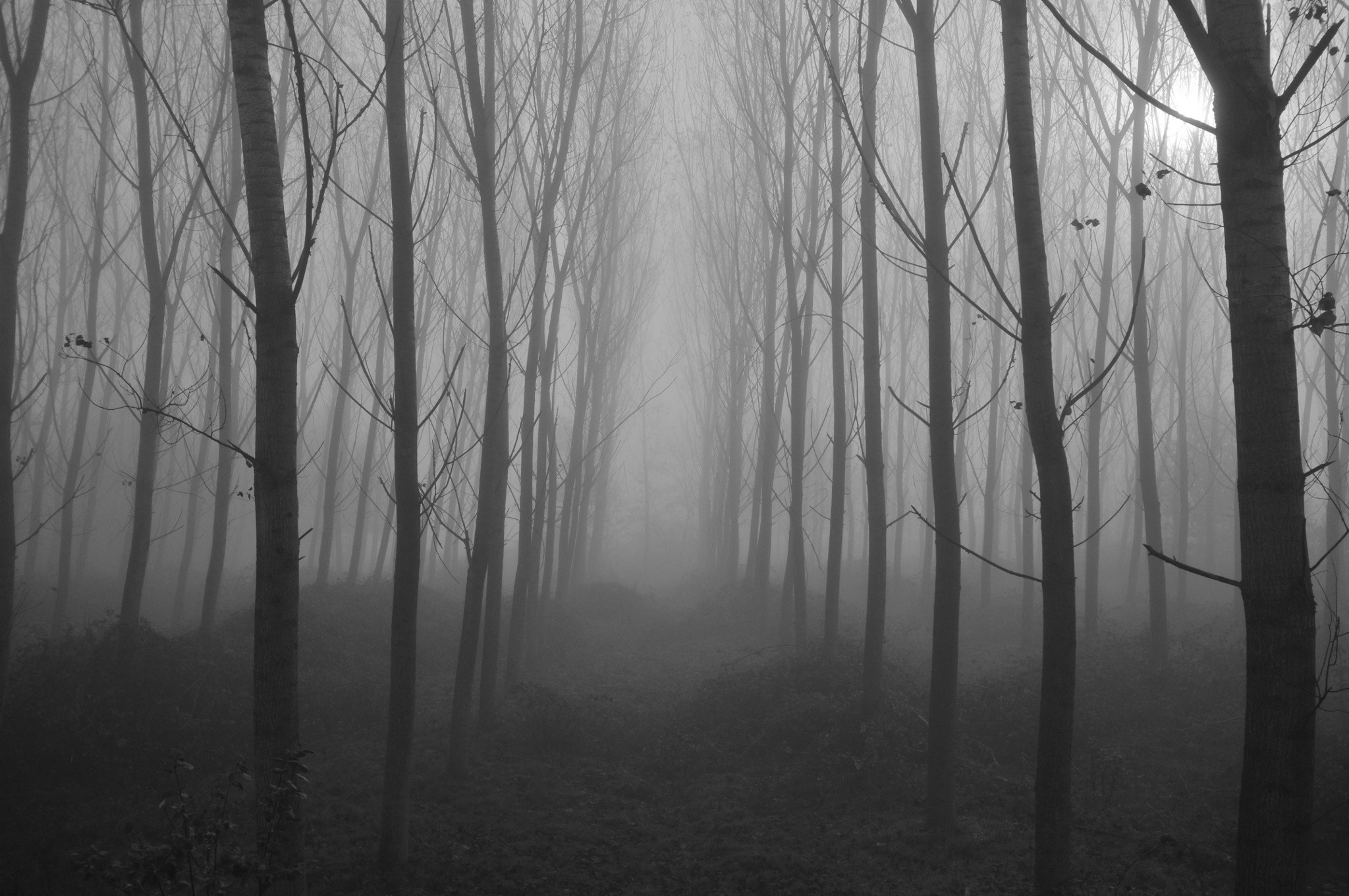 General 2048x1360 nature spooky mist monochrome trees