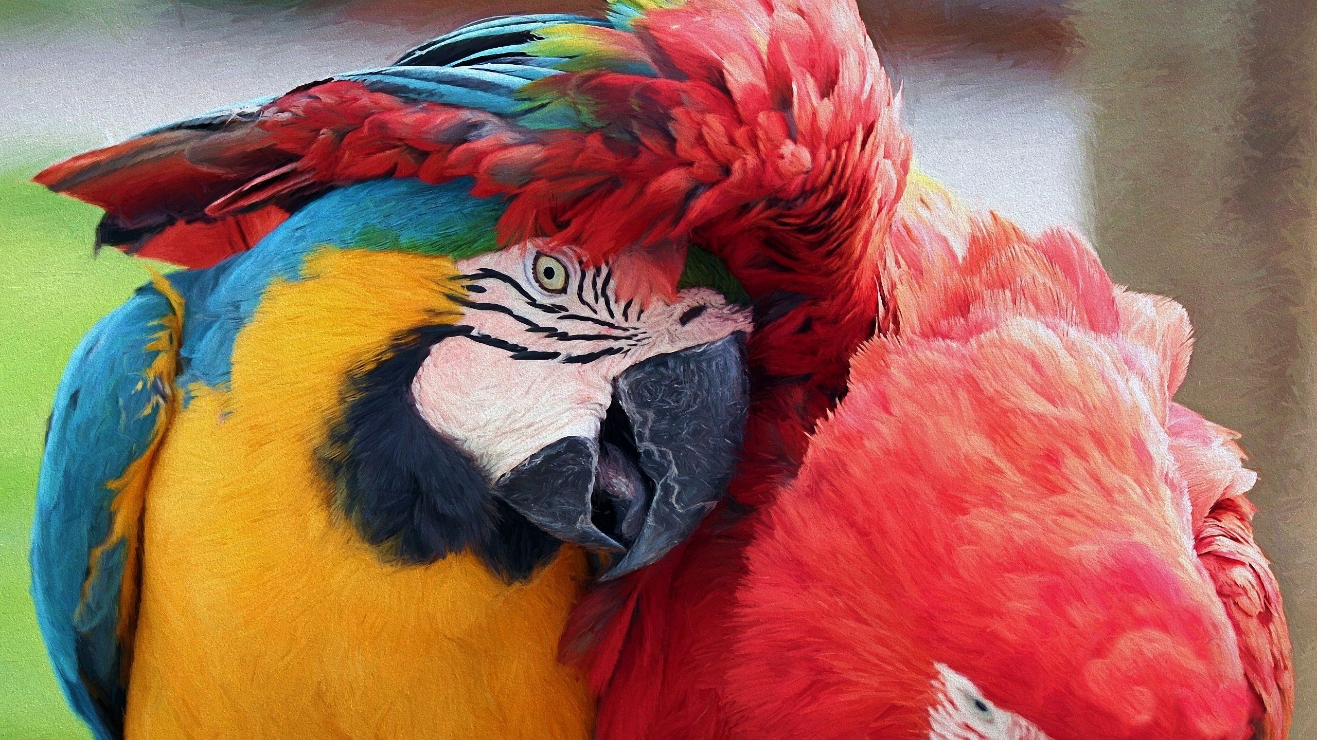 General 2560x1440 macaws parrot birds animals Blue-and-Yellow Macaw closeup