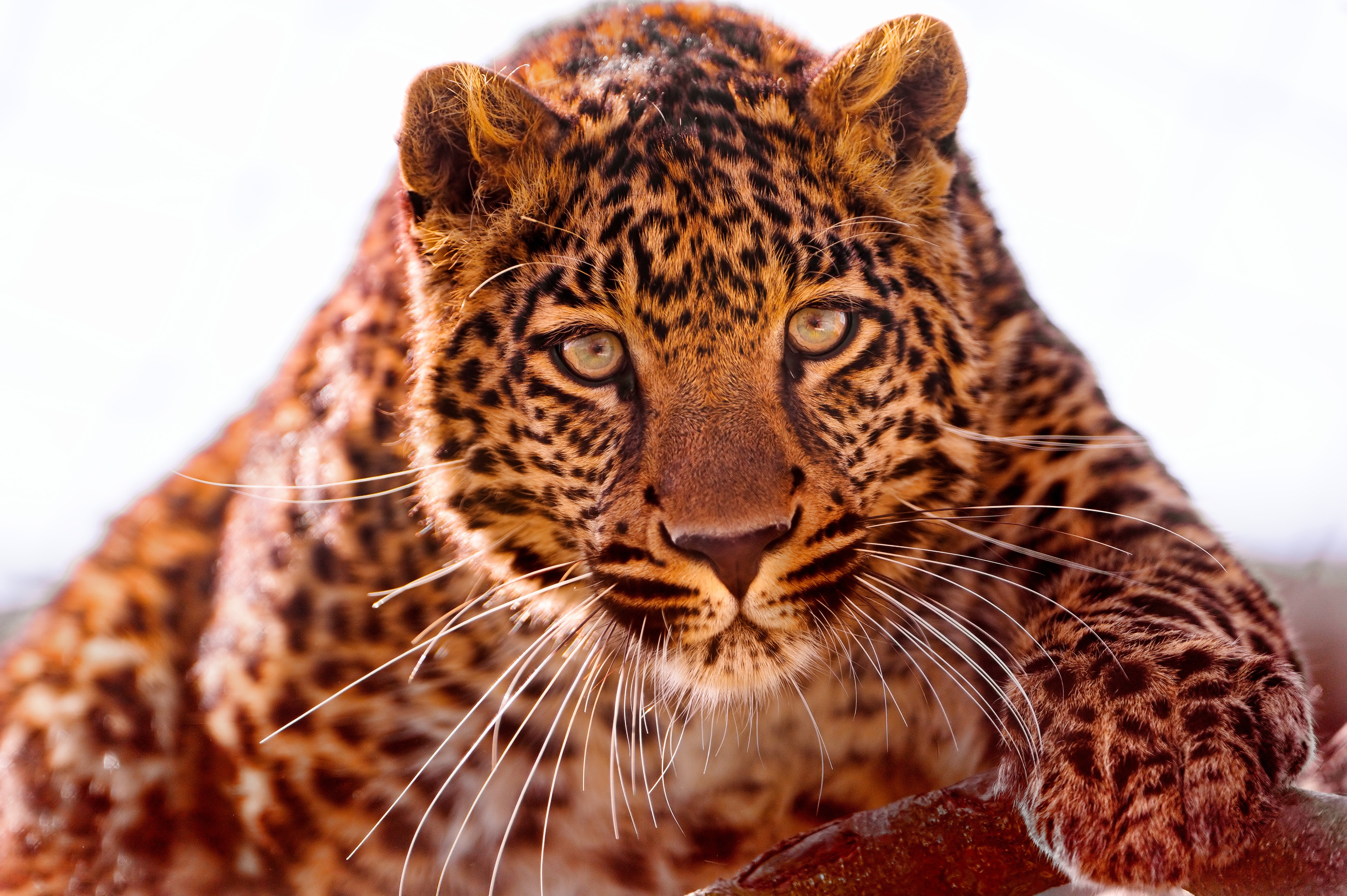 General 4256x2832 animals leopard mammals big cats feline nature closeup